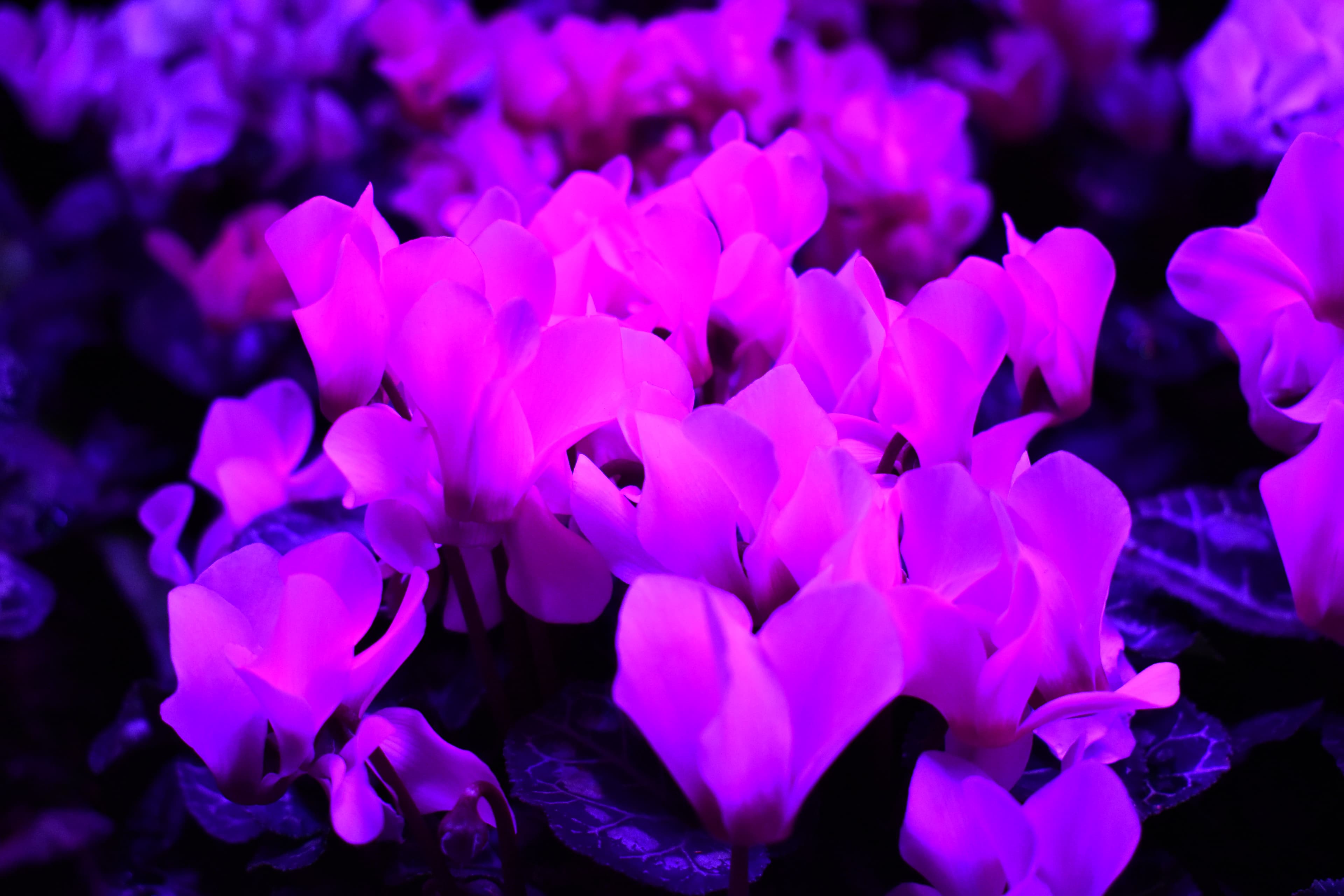 Young seedling plant growing under an artificial grow light, showing healthy green leaves under warm artificial lighting