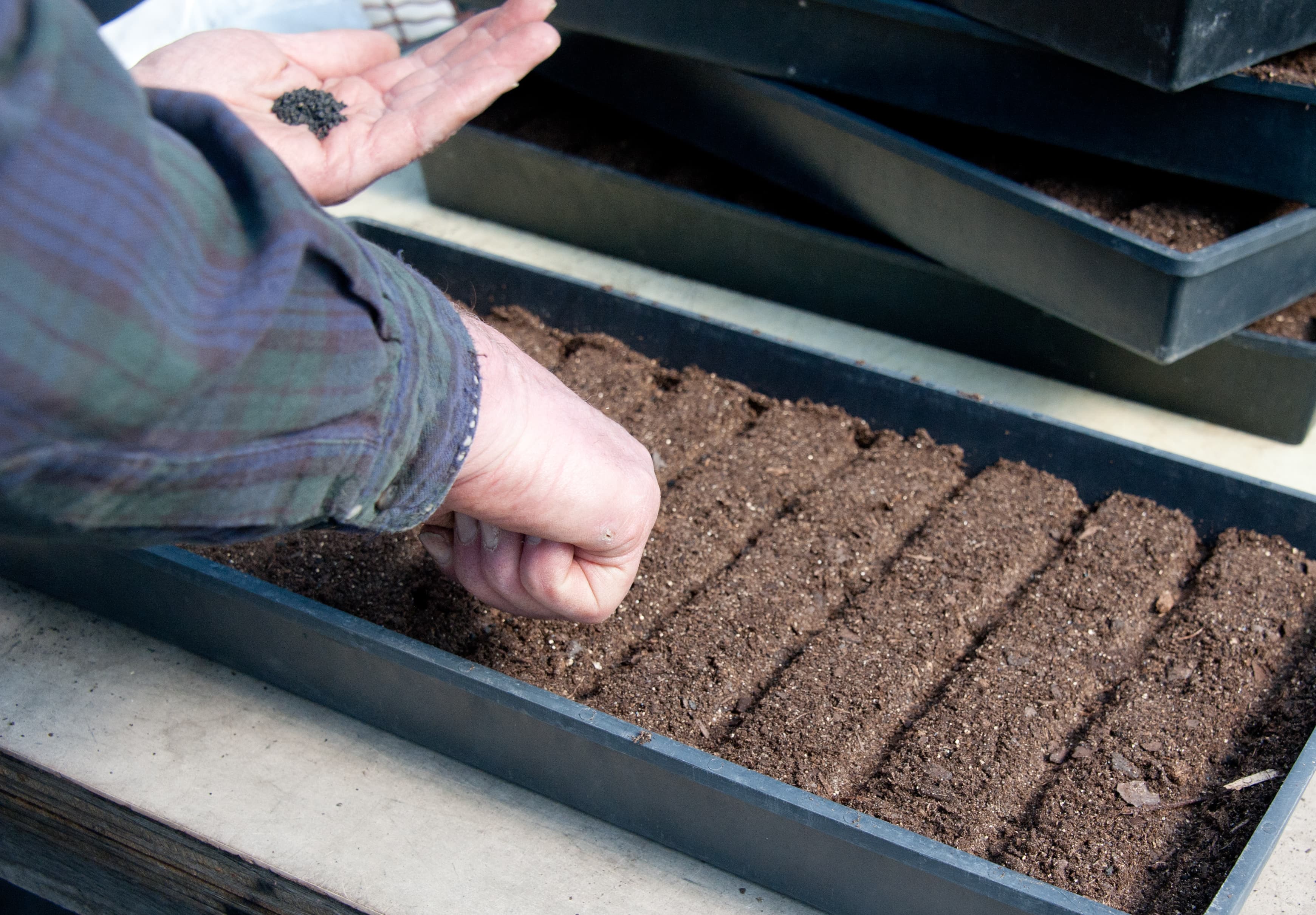 Hands dropping small seeds into prepared seed-starting flat cells in a greenhouse