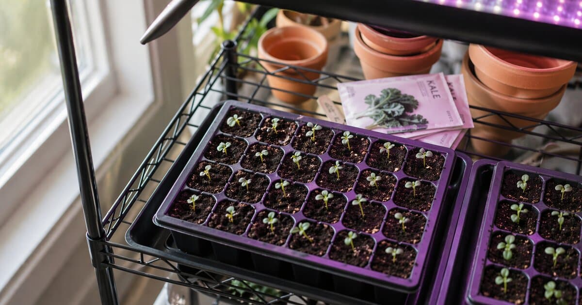 Seed starting trays under grow lights on a wire shelf, with seedlings emerging from dark seed-starting mix