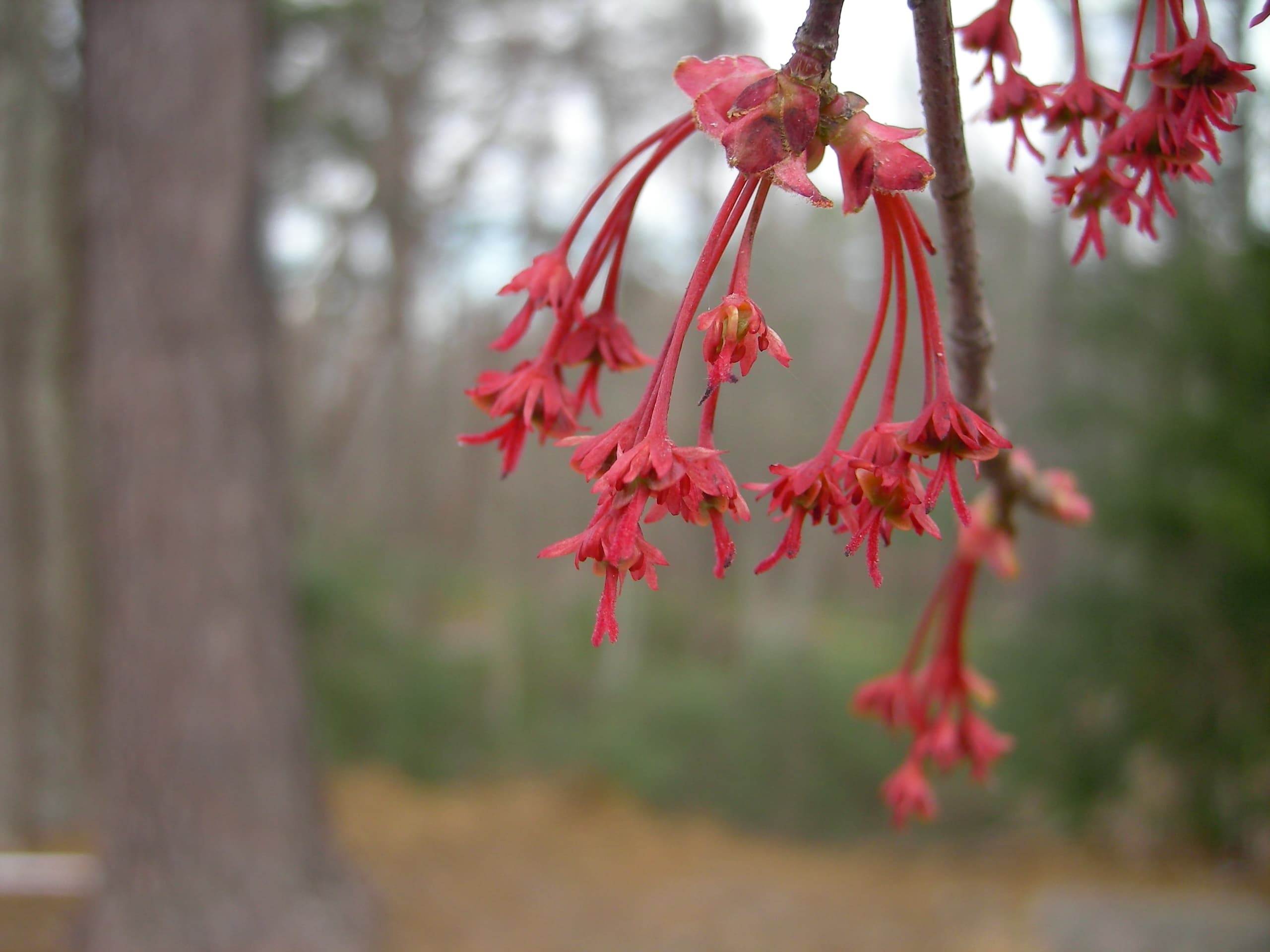 Bloom, Red Maple