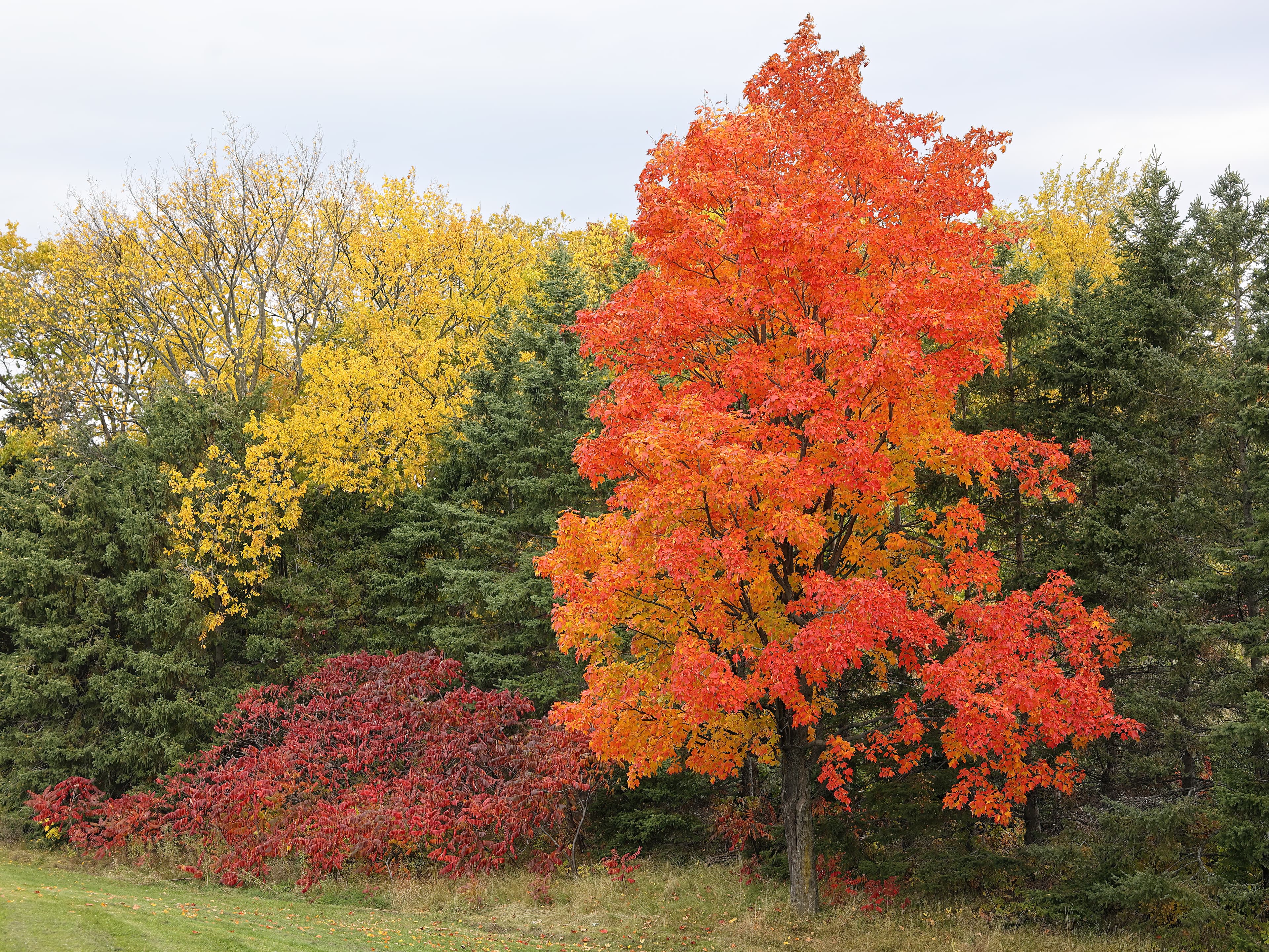 Gallery, Sugar Maple