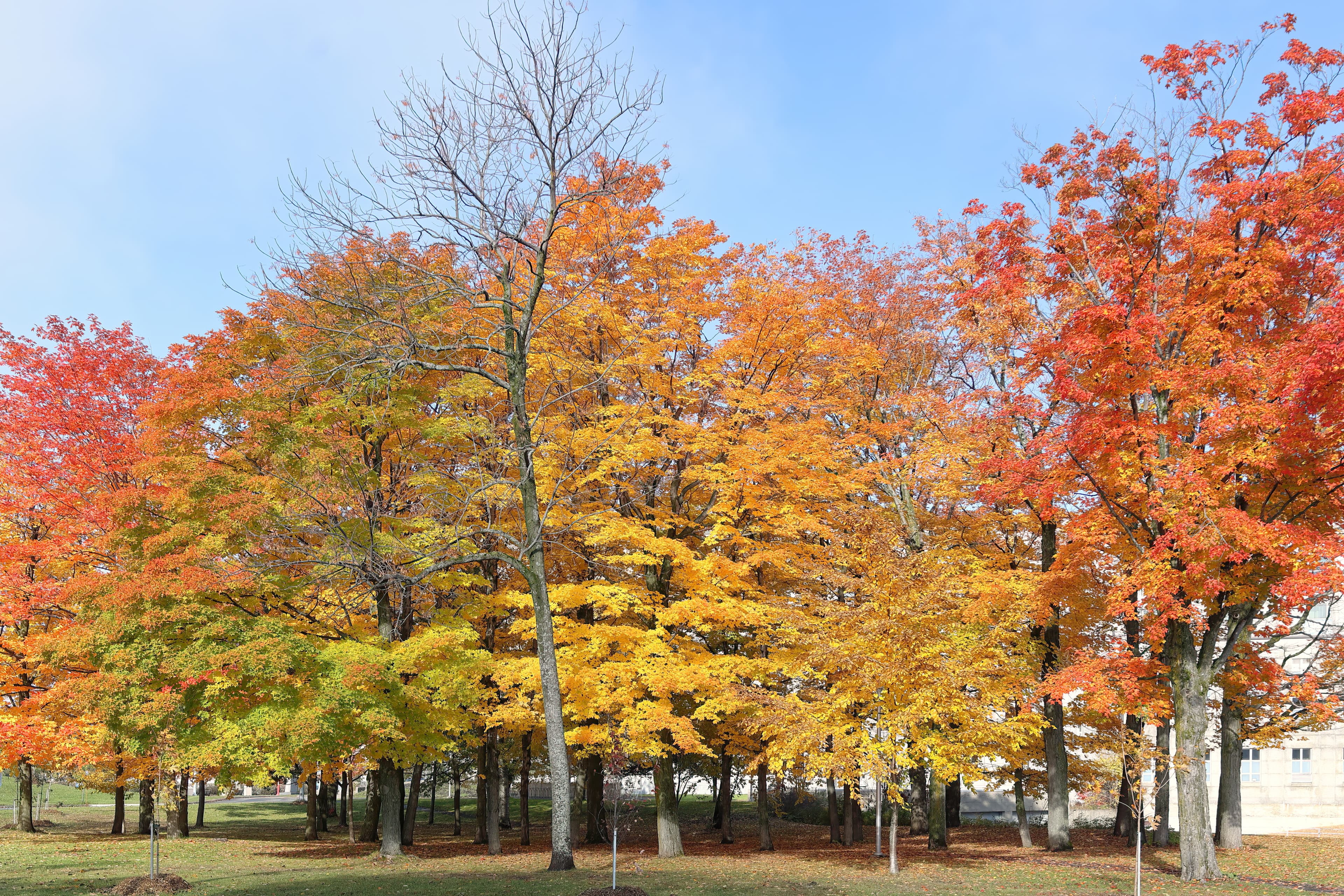 Gallery, Sugar Maple