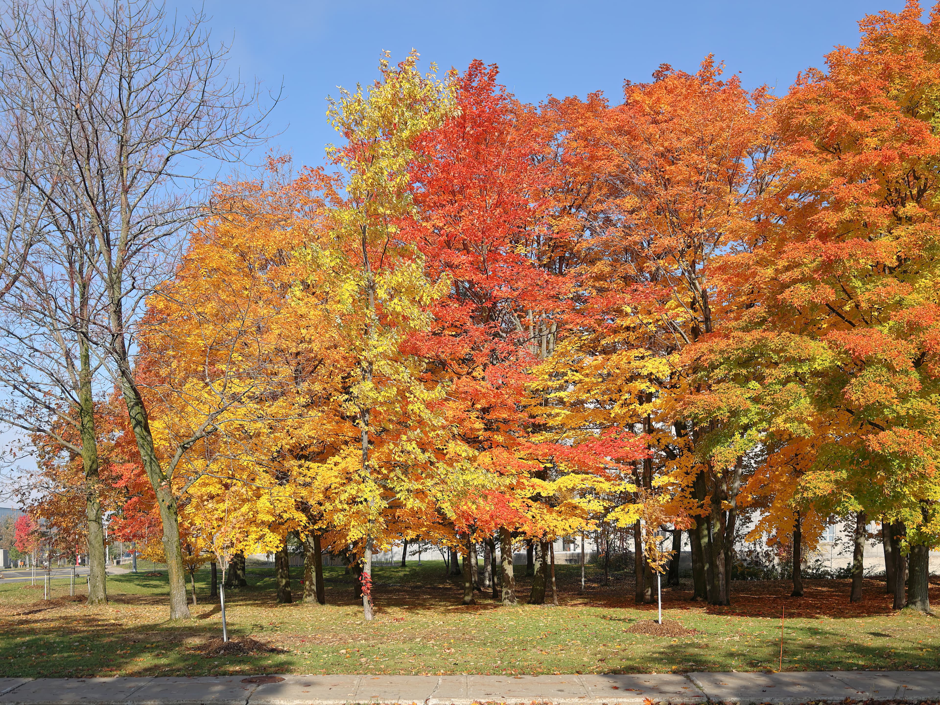 Gallery, Sugar Maple