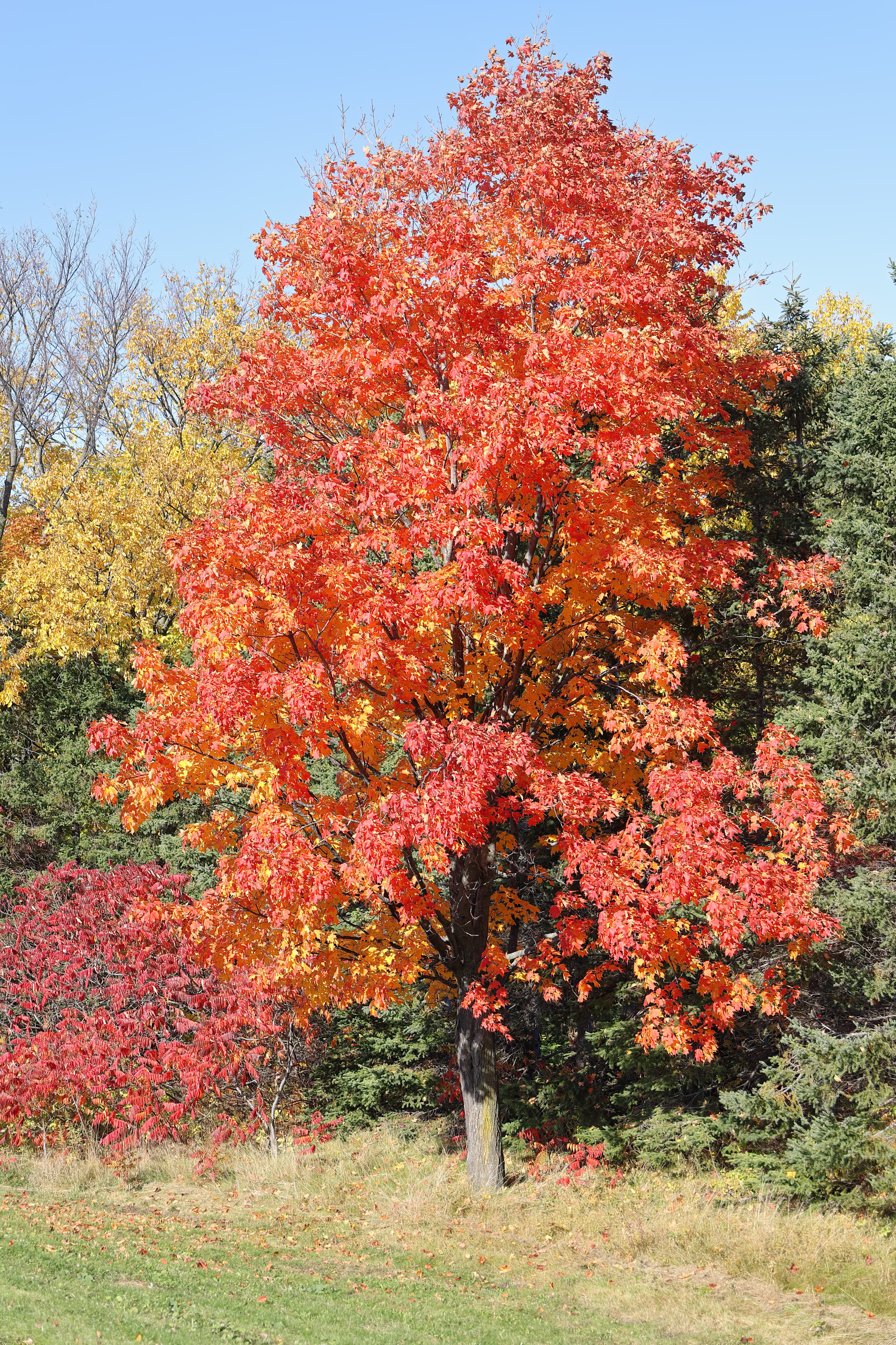 Gallery, Sugar Maple