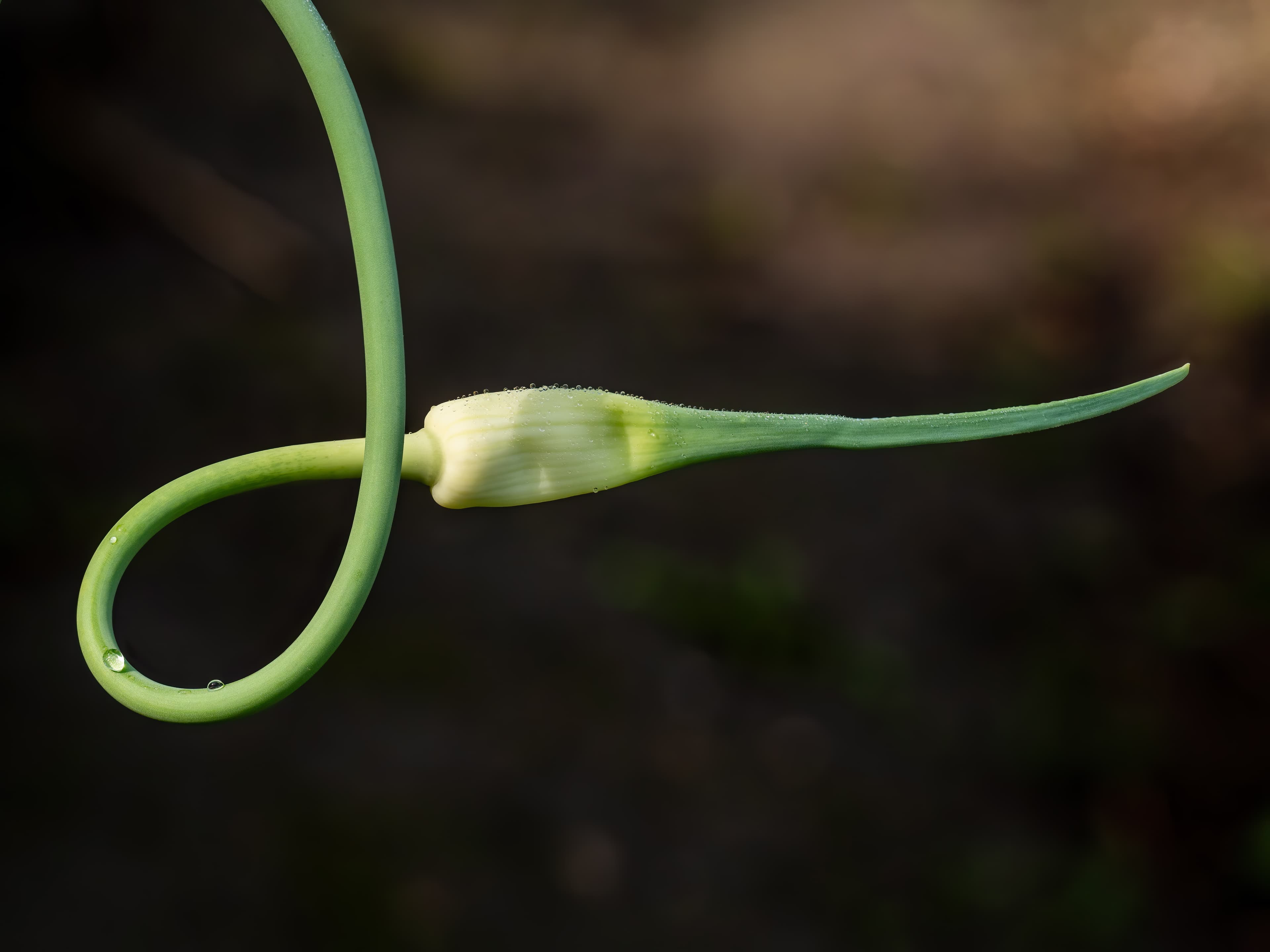 Botanical illustration of Garlic