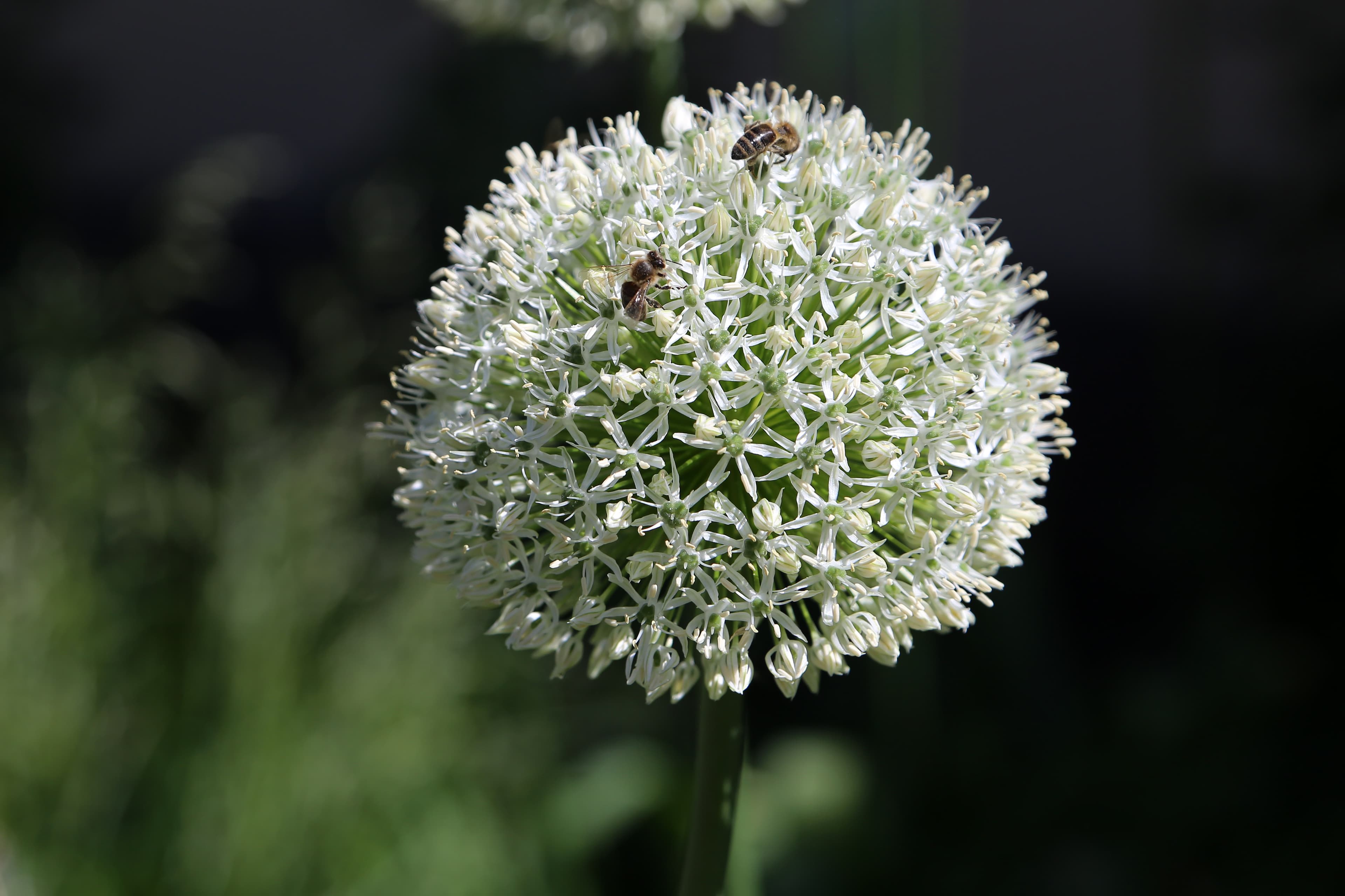 Gallery, Giant Onion