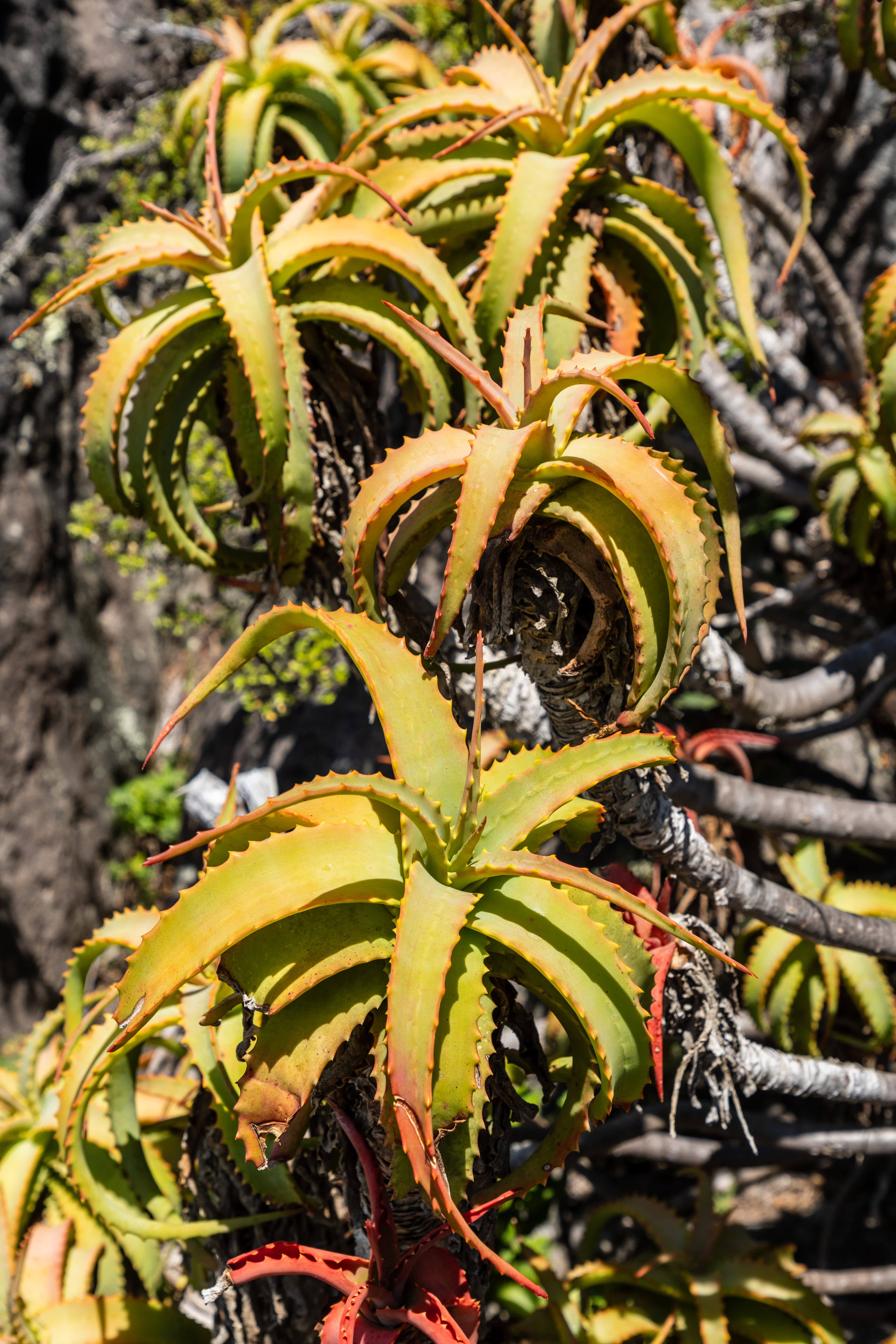 Bloom, Barbados Aloe