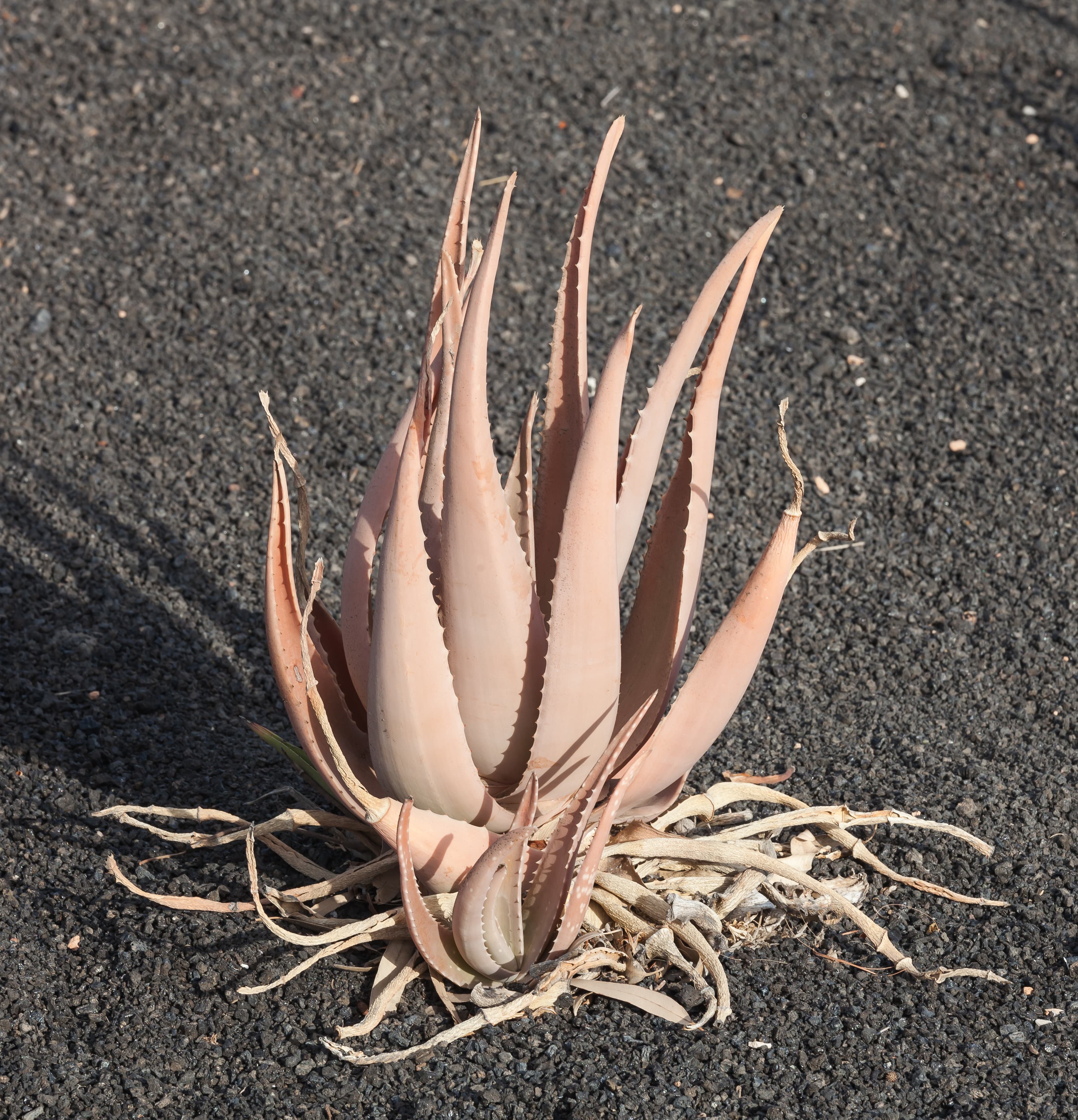 Gallery, Barbados Aloe
