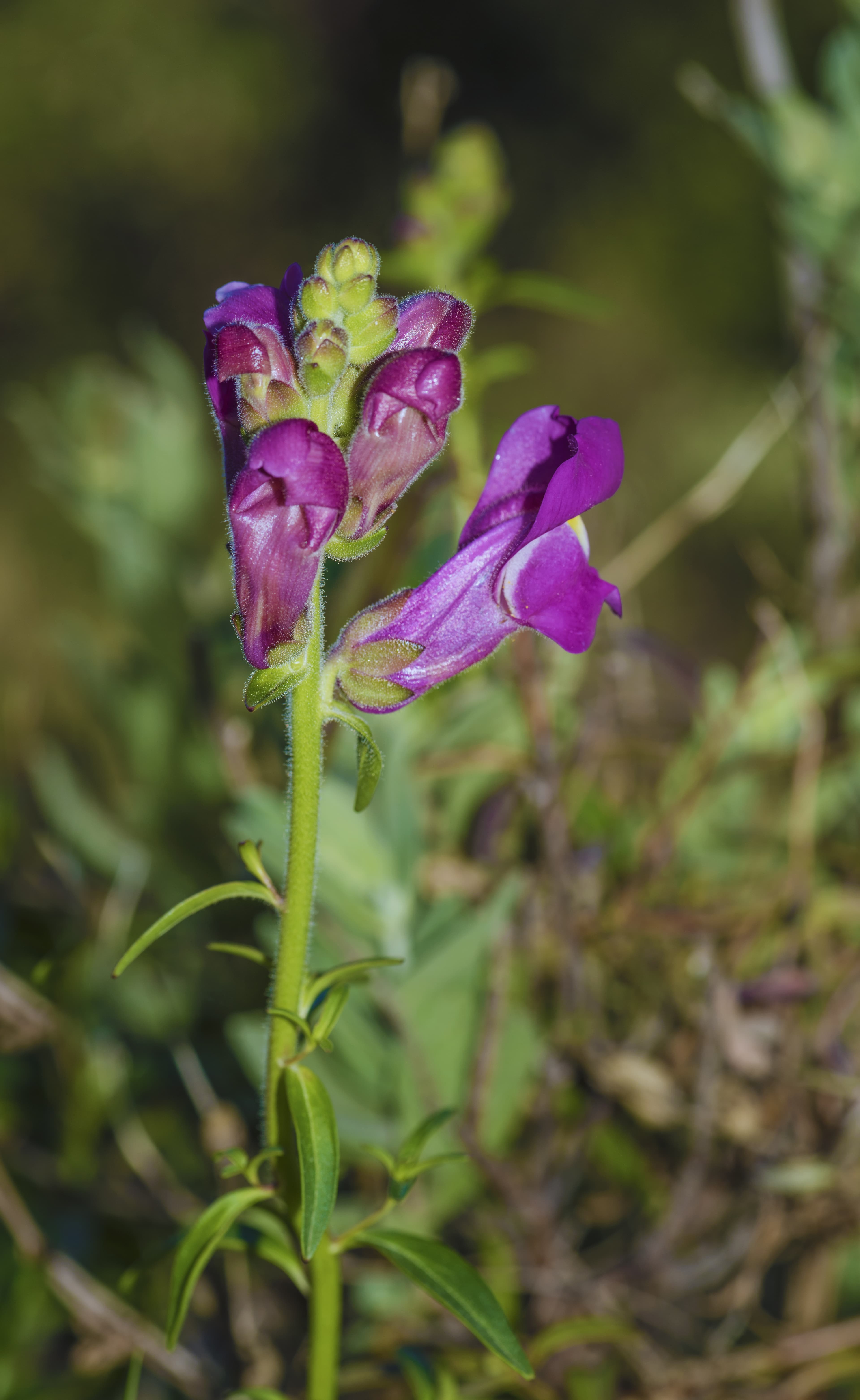 Bloom, Anaphalis Margaritacea