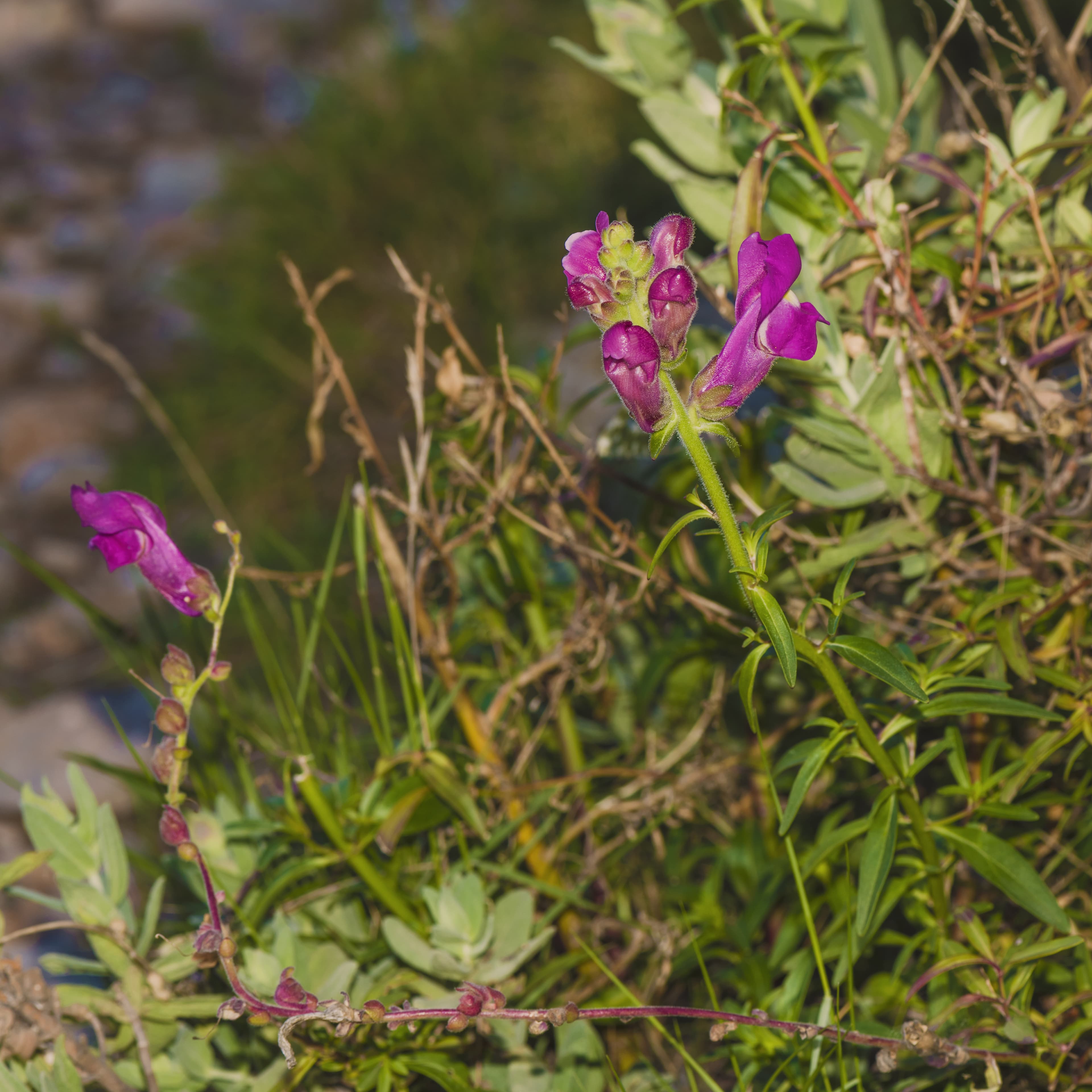 Botanical illustration of Anaphalis Margaritacea