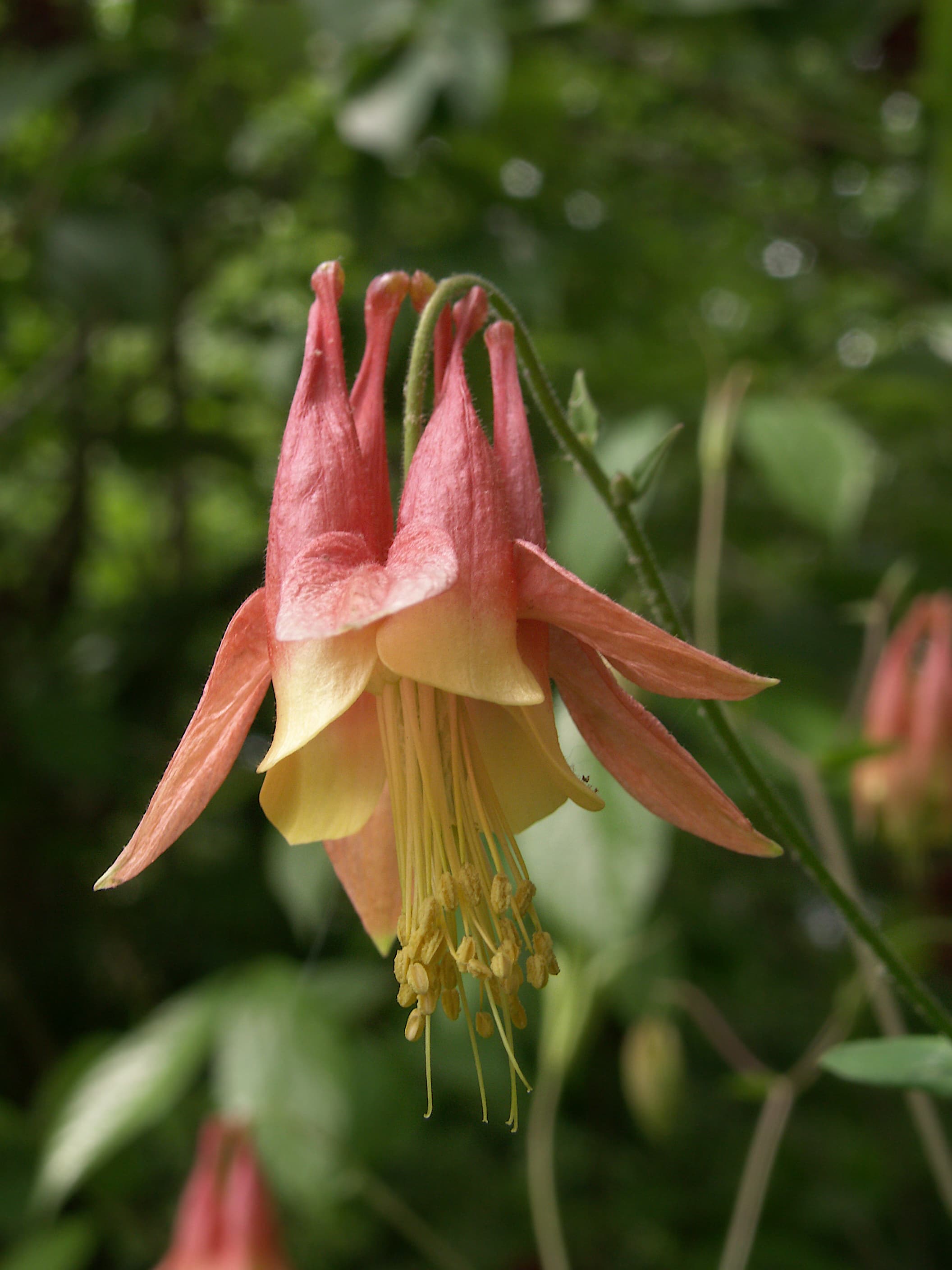 Bloom, Red Columbine