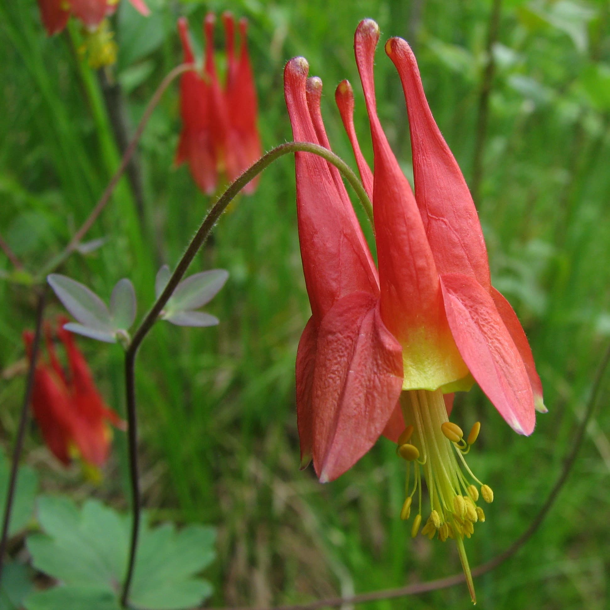 Illustration of Red Columbine