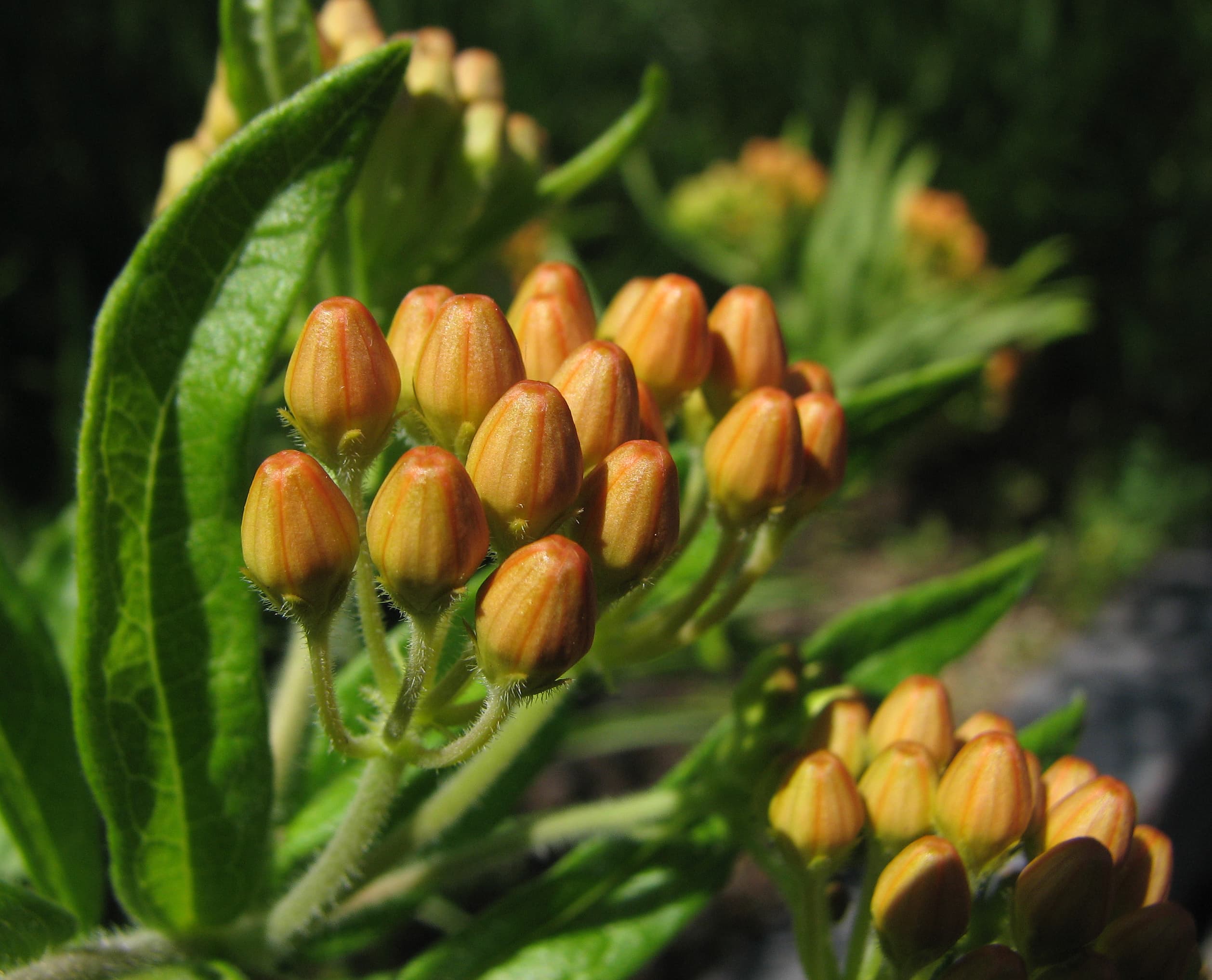 Botanical illustration of Butterfly Milkweed