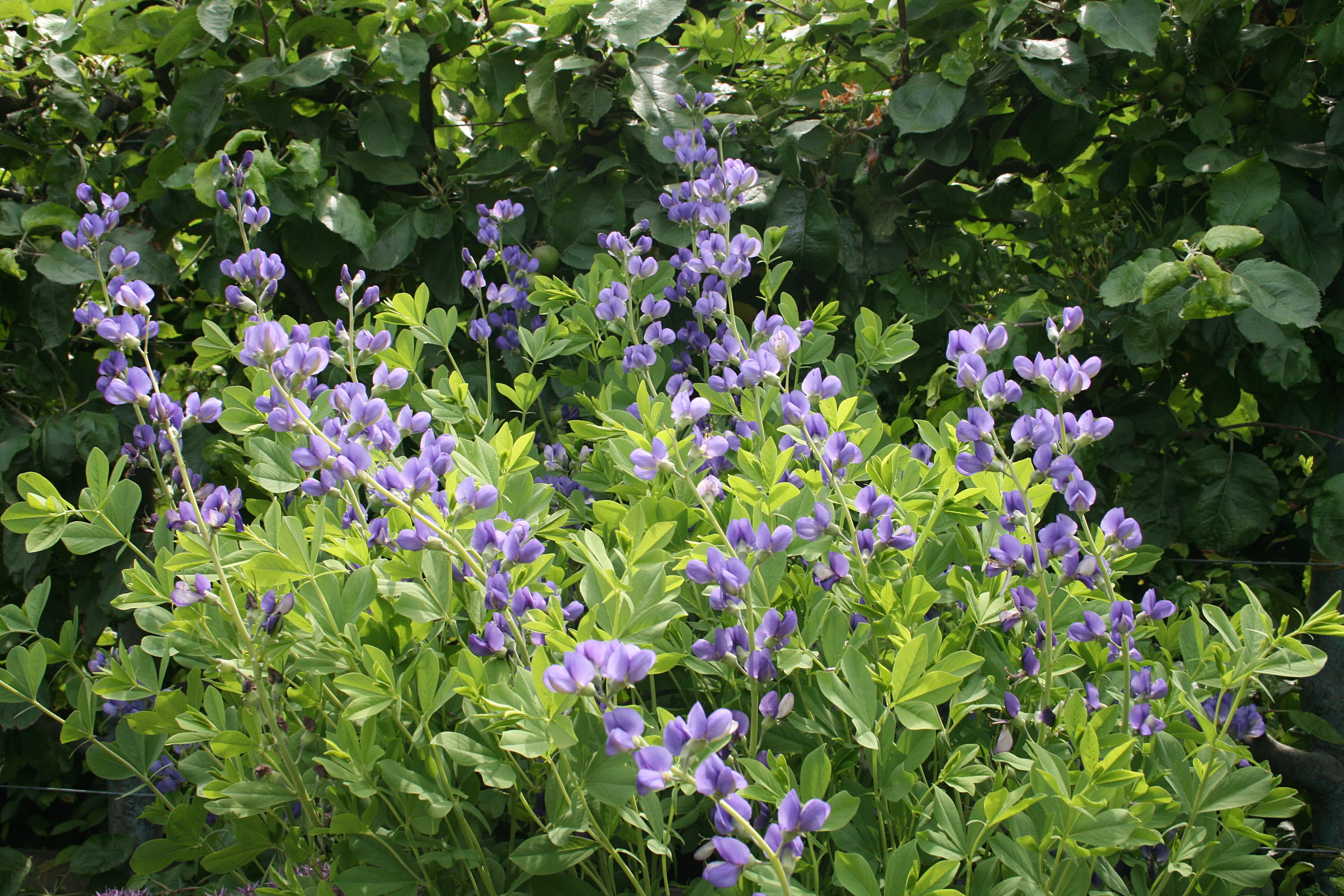 Bloom, Blue Wild Indigo