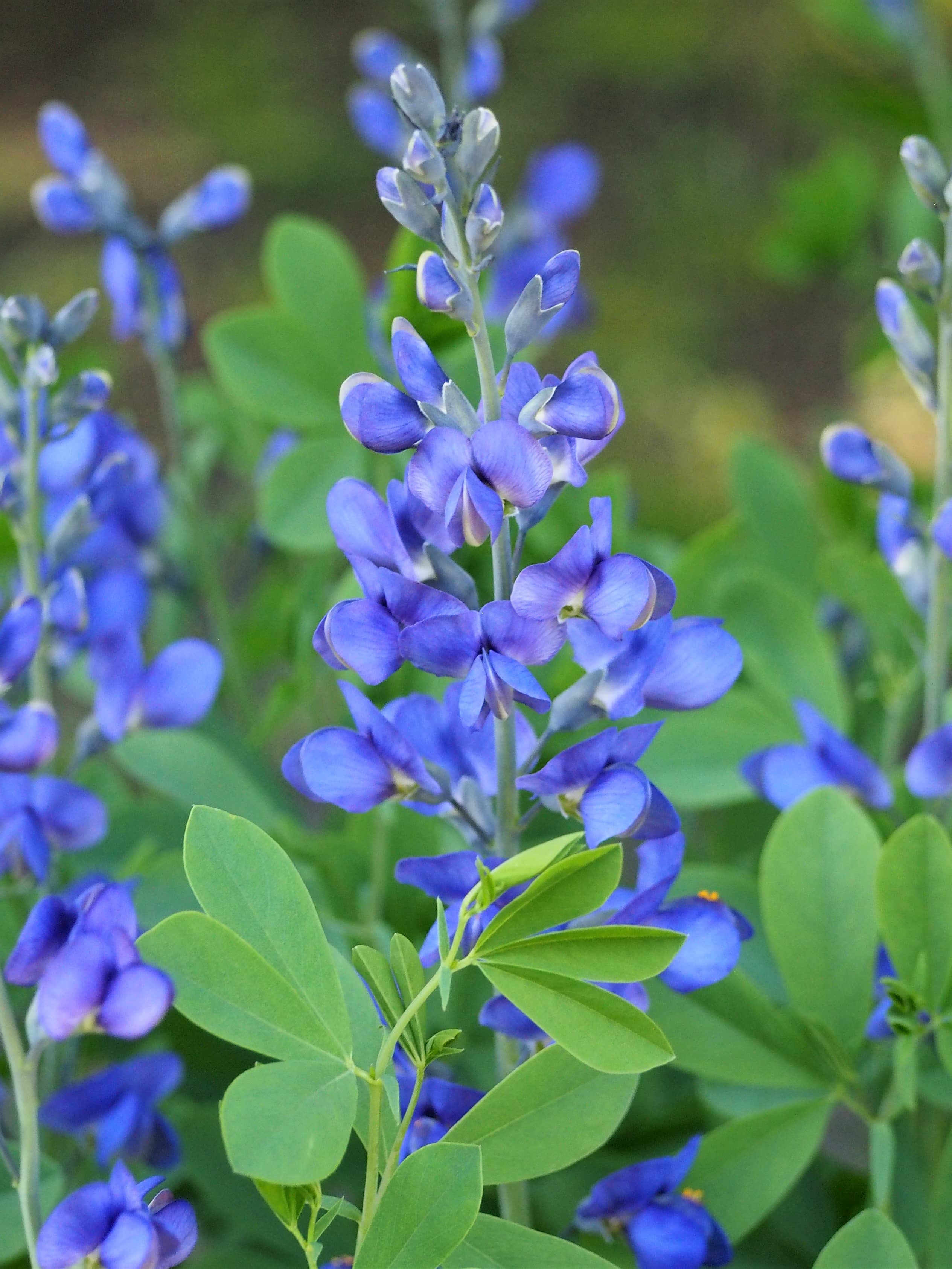 Gallery, Blue Wild Indigo
