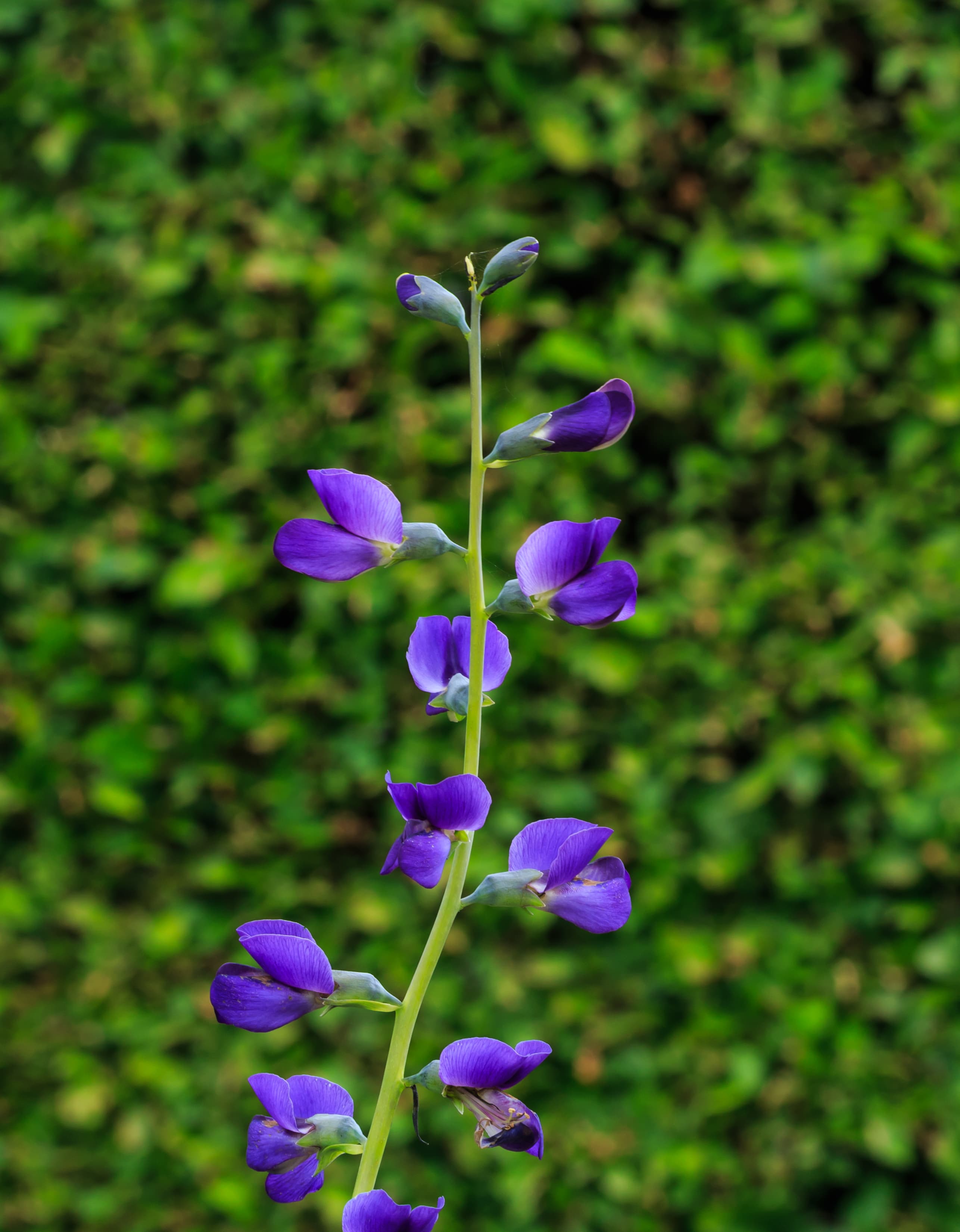 Illustration of Blue Wild Indigo
