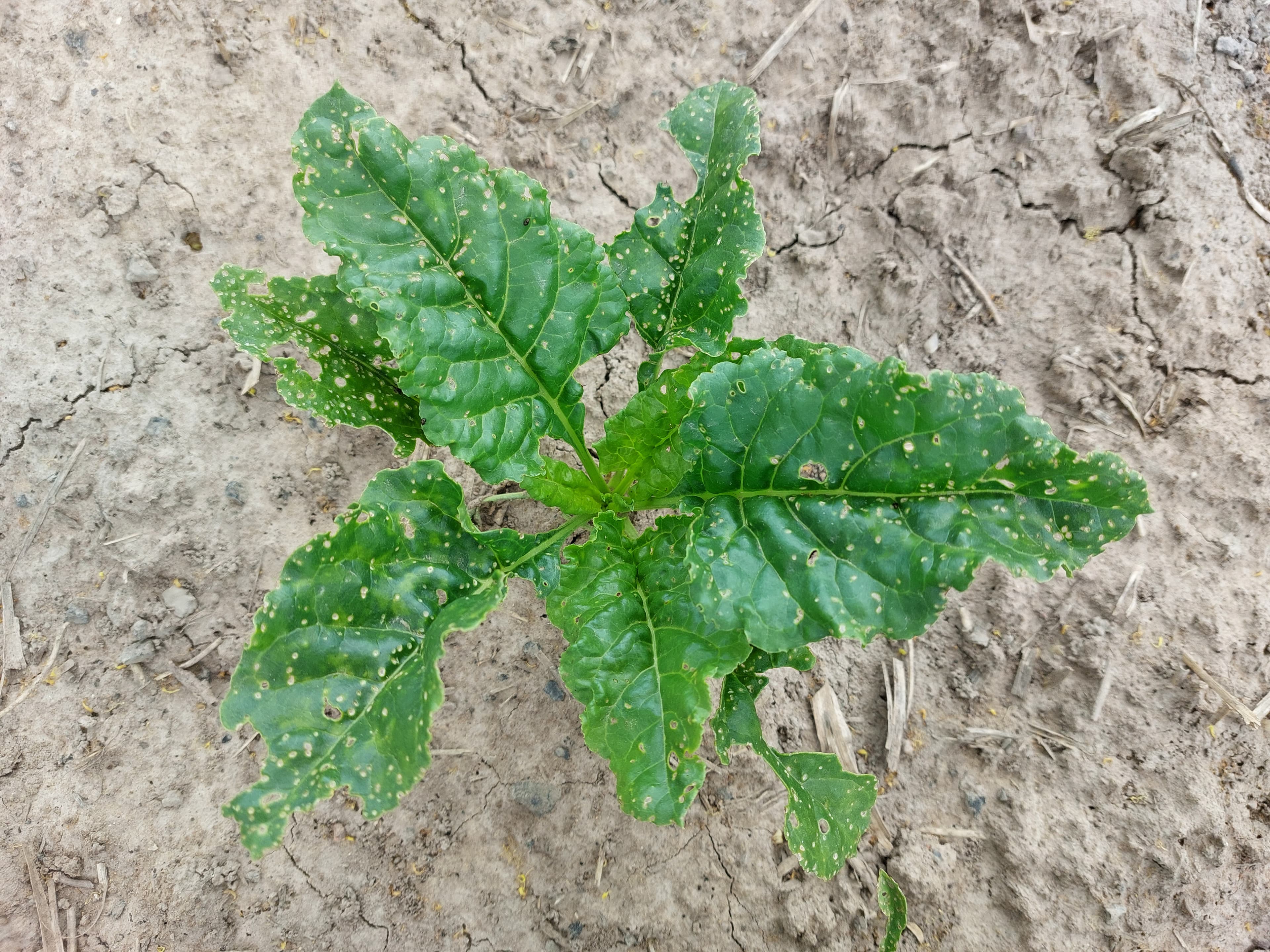Gallery, Berberis Vulgaris
