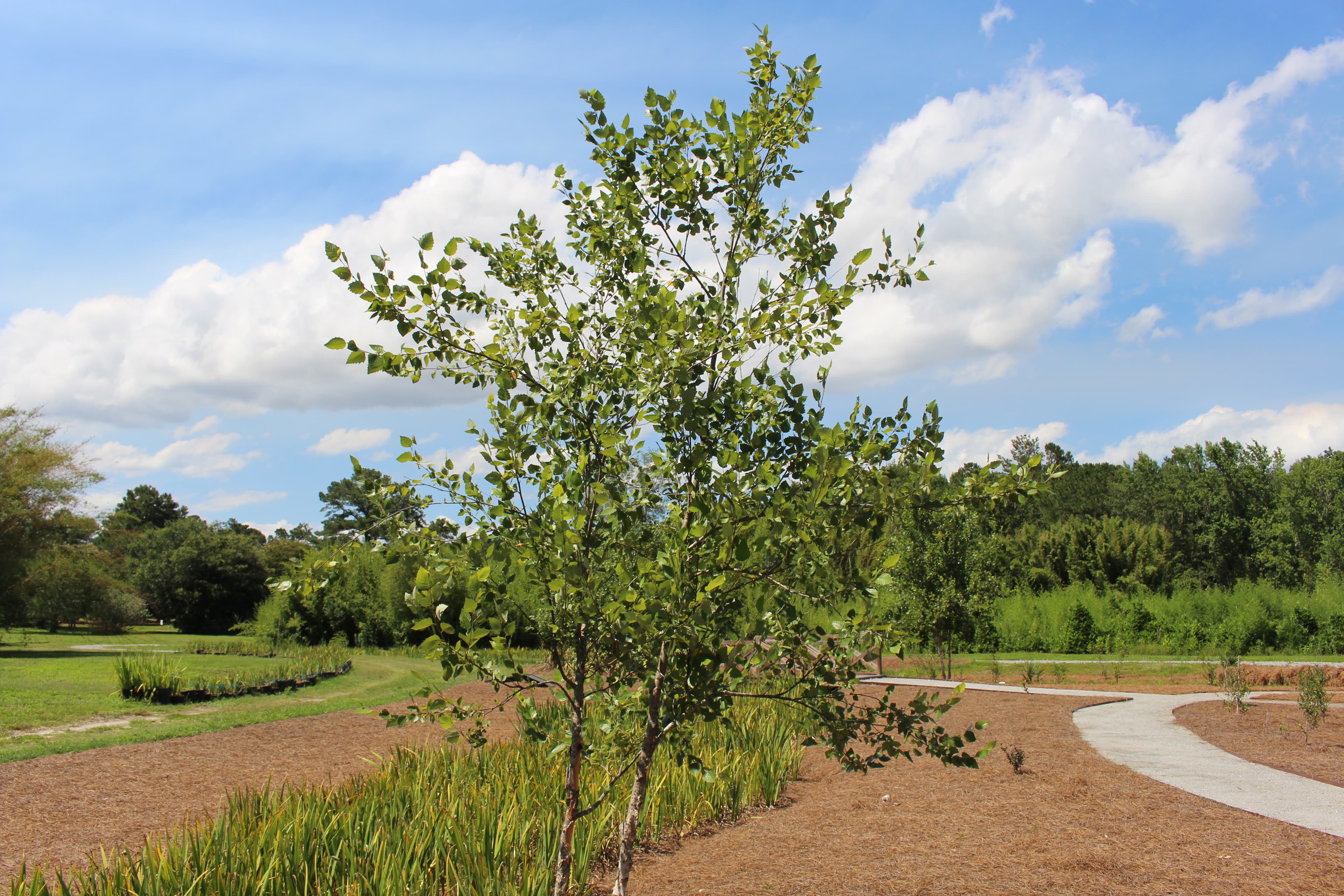 Gallery, River Birch