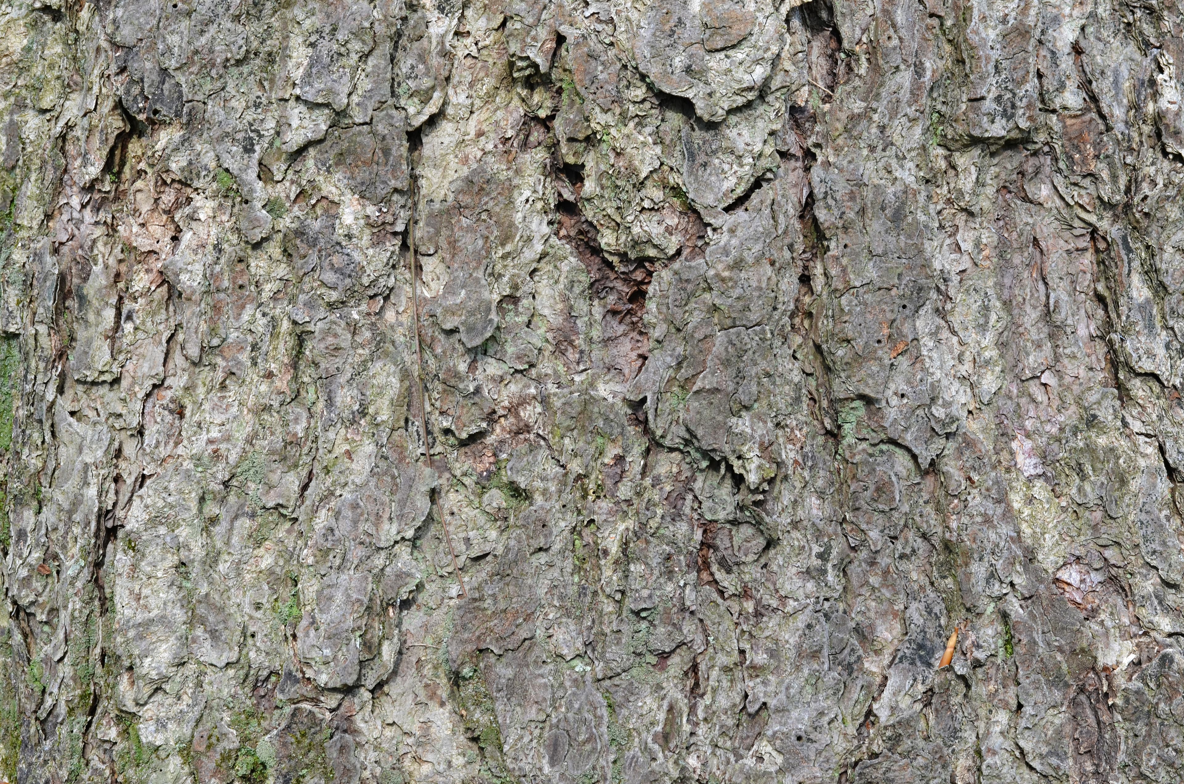 Botanical illustration of River Birch