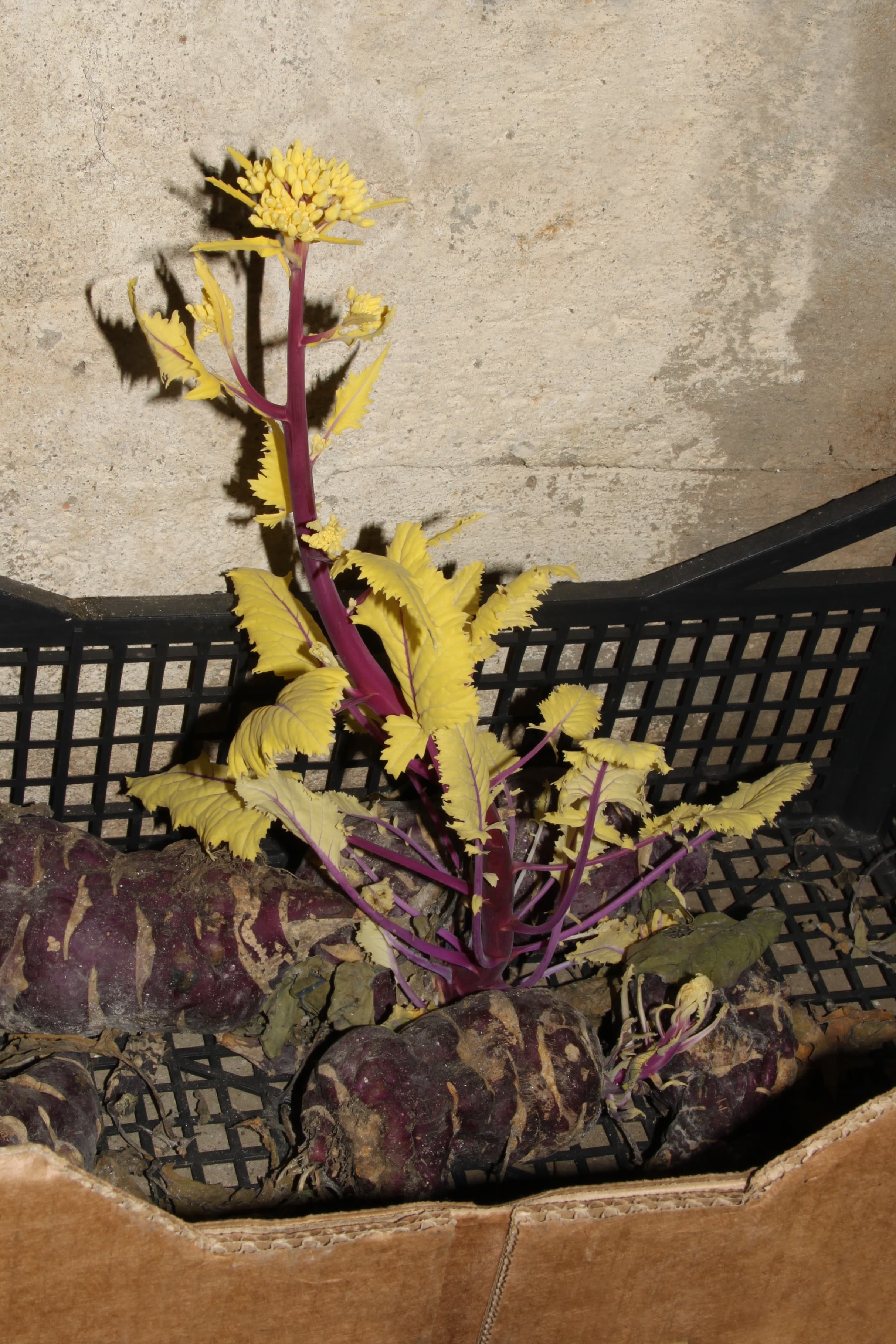 Gallery, Brachydontium Olympicum