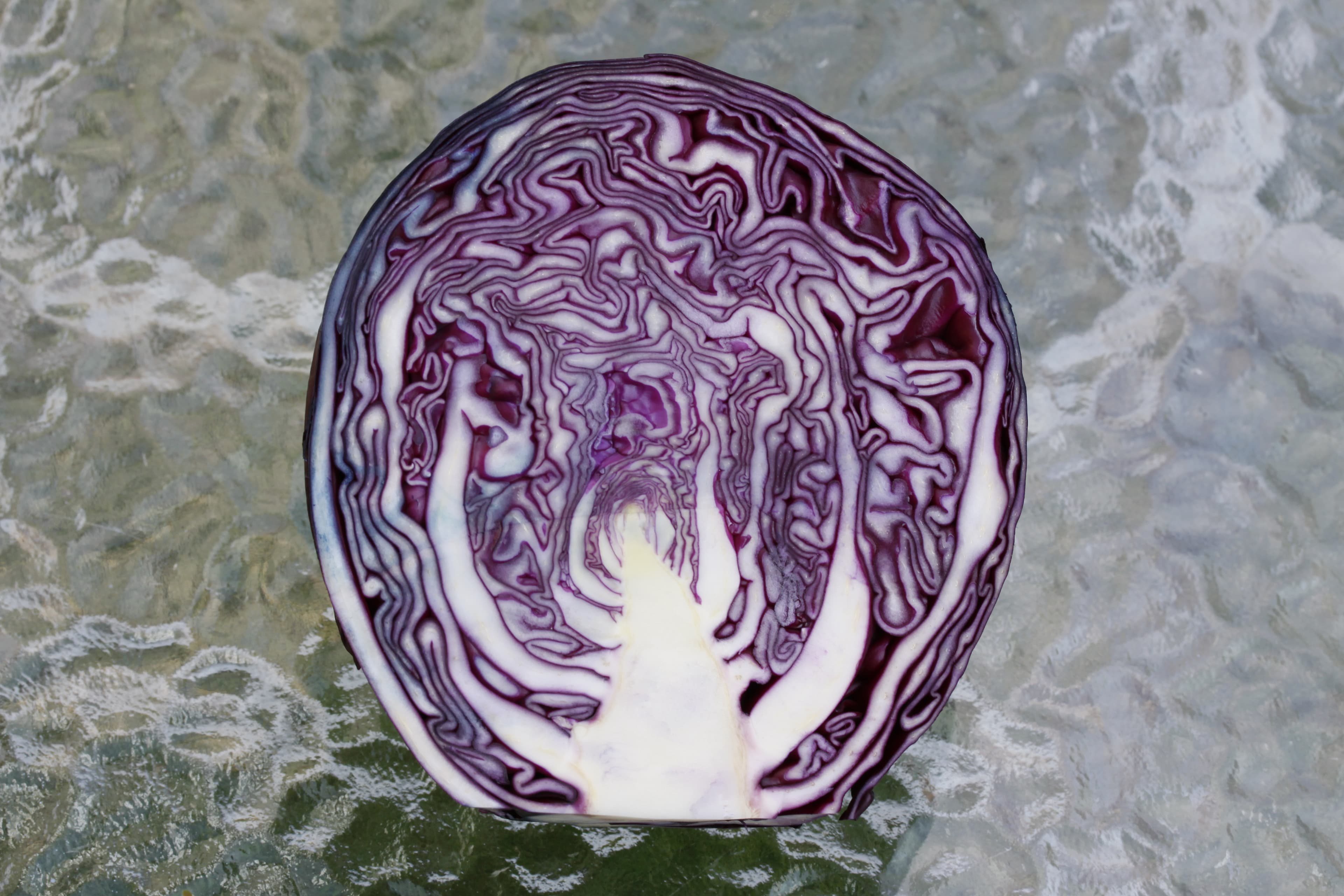 Gallery, Cabbage