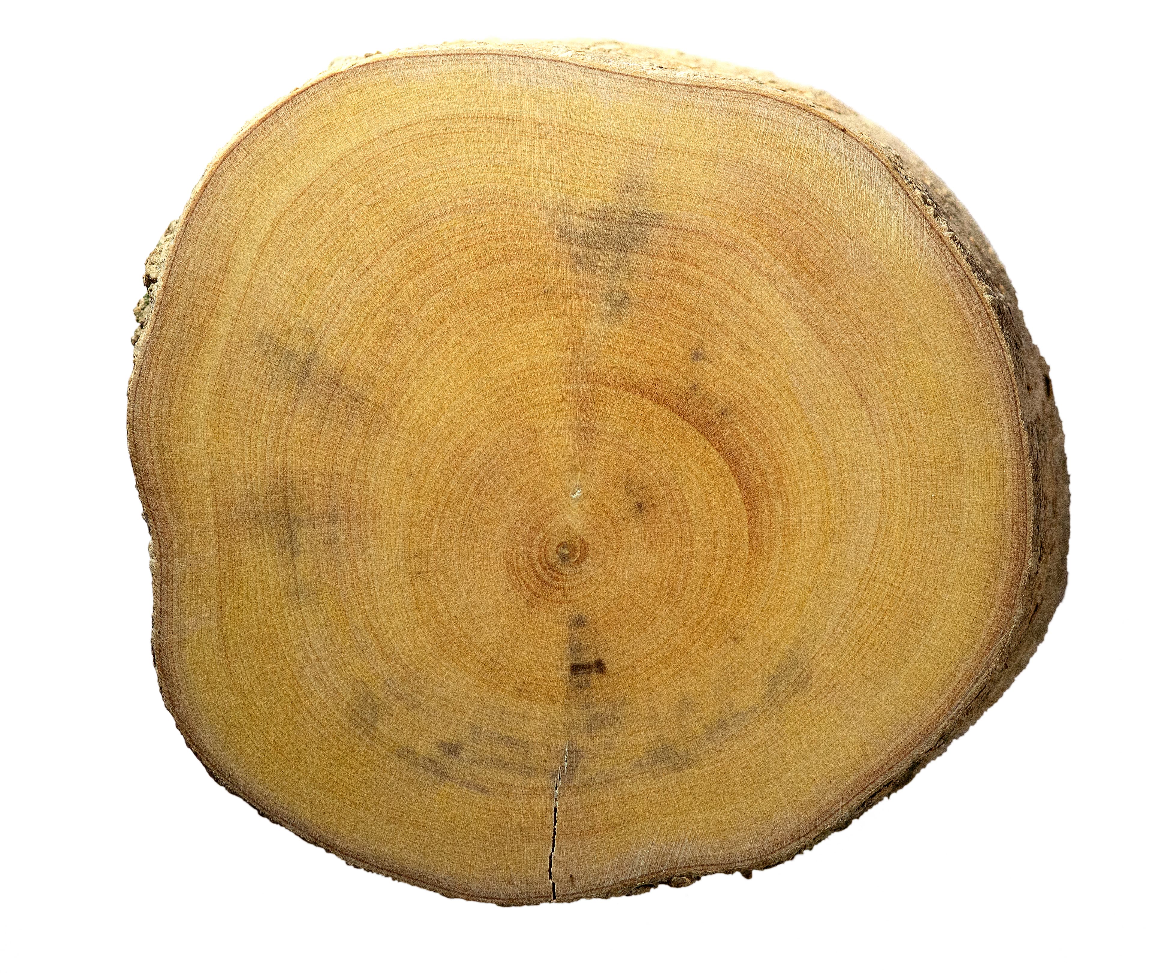 Gallery, Common Boxwood