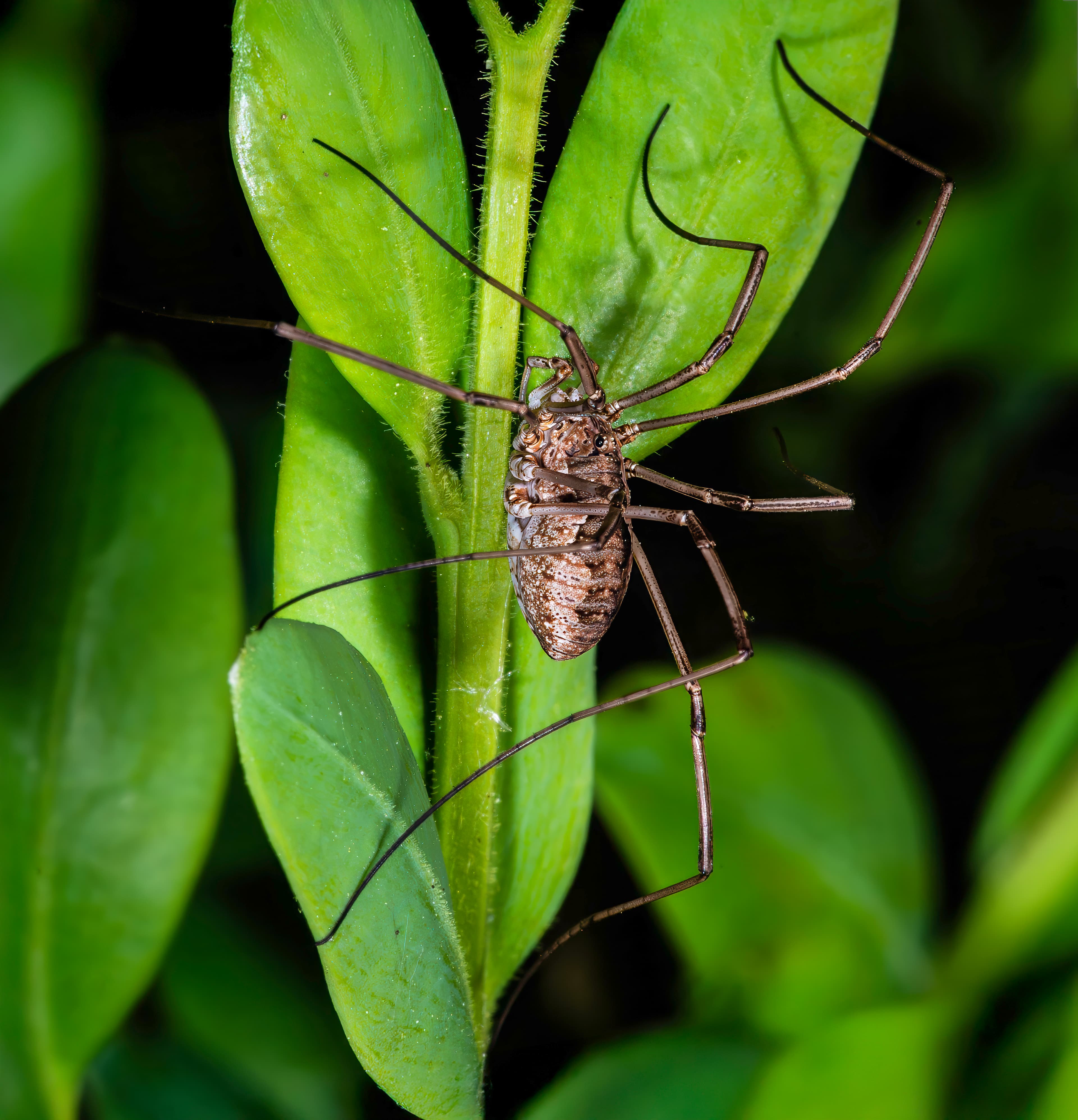 Illustration of Common Boxwood