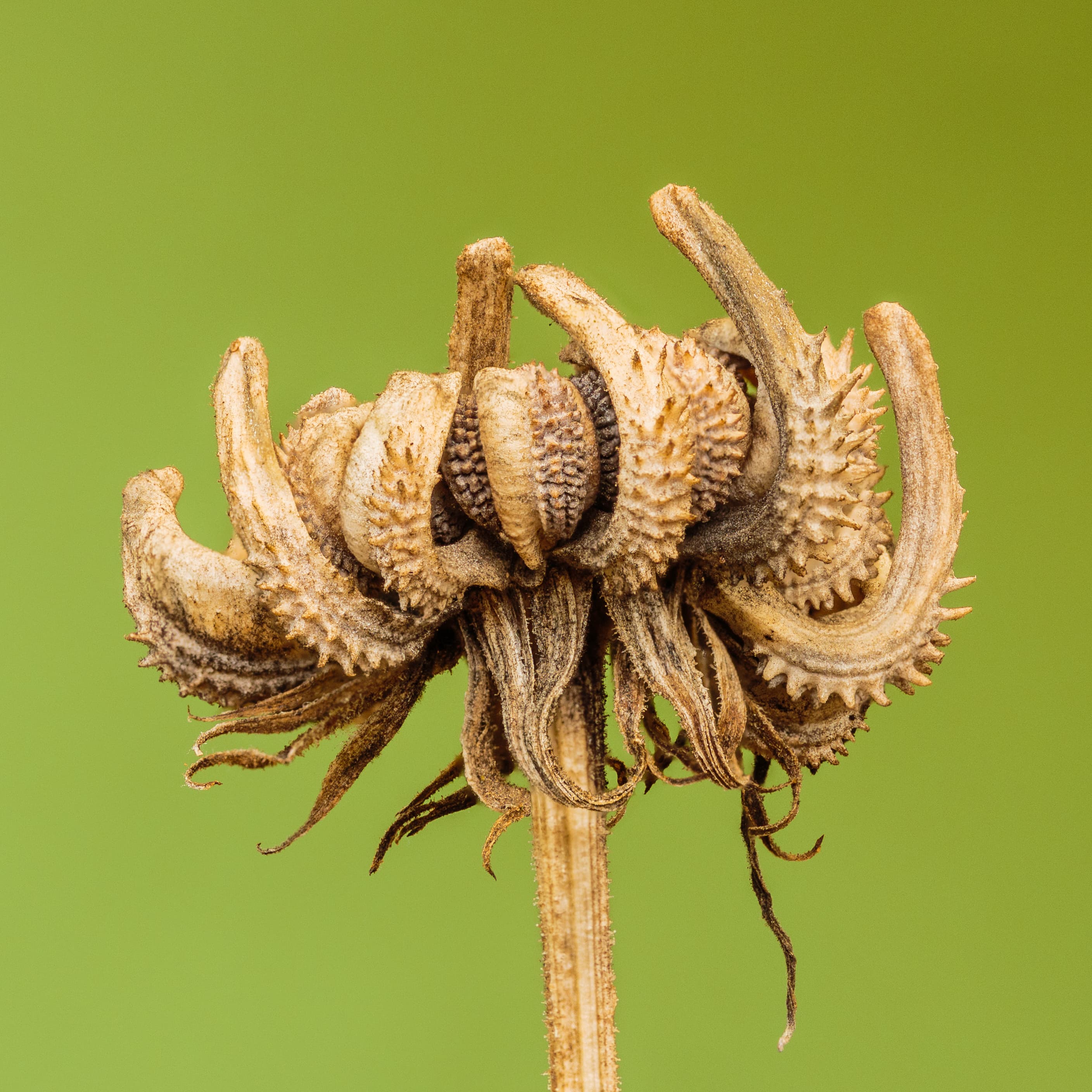 Botanical illustration of Pot Marigold