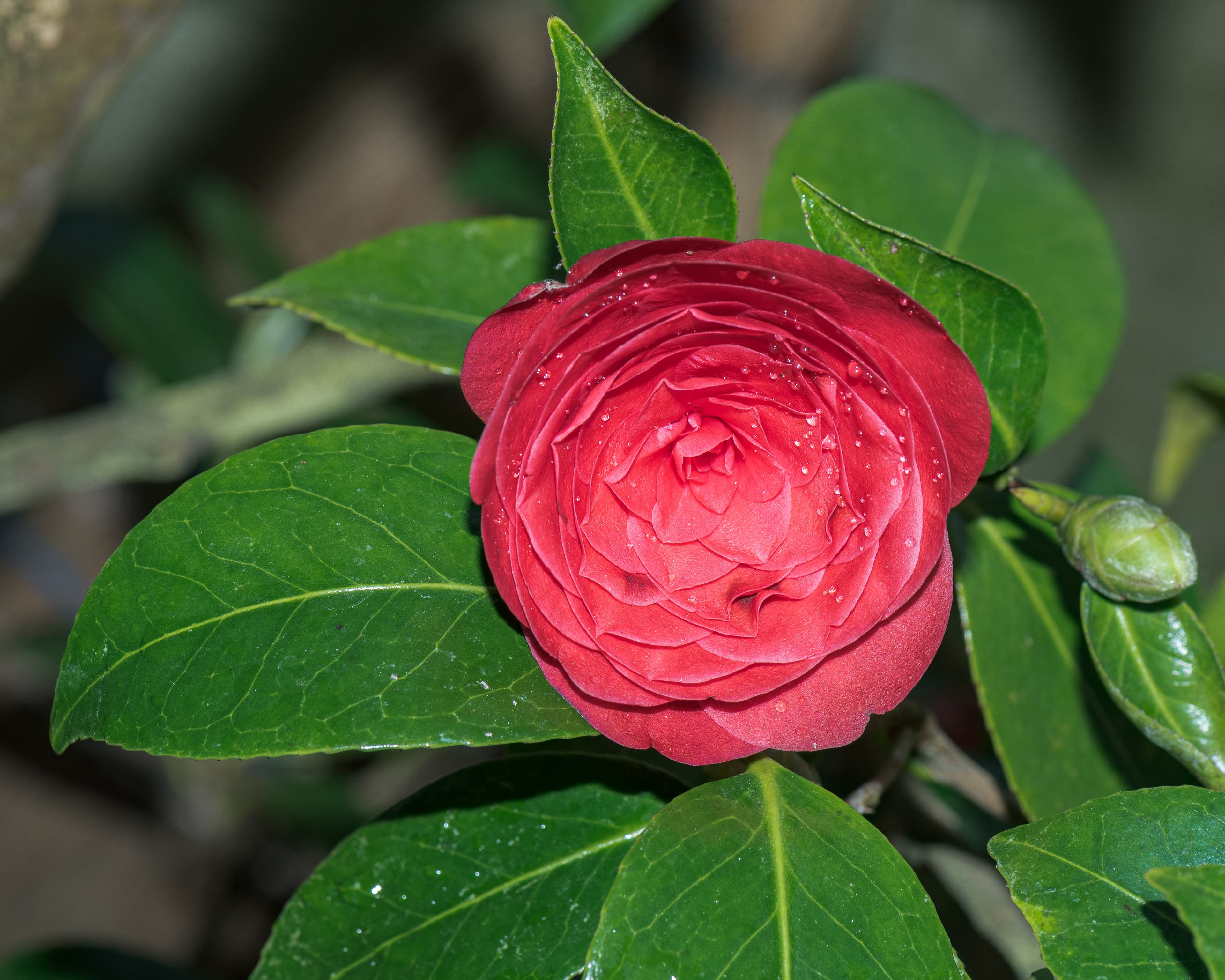 Gallery, Japanese Camellia