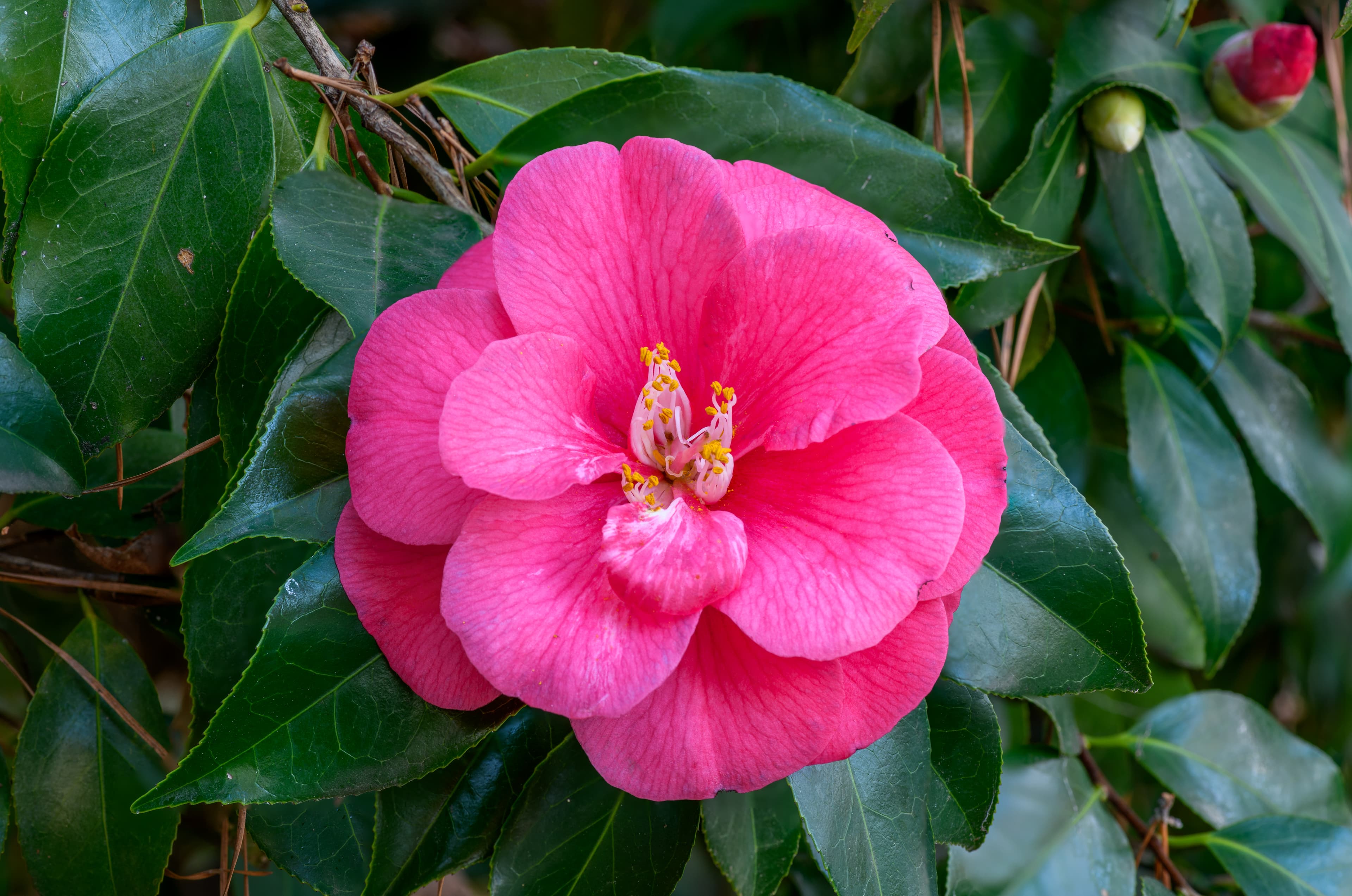 Botanical illustration of Japanese Camellia