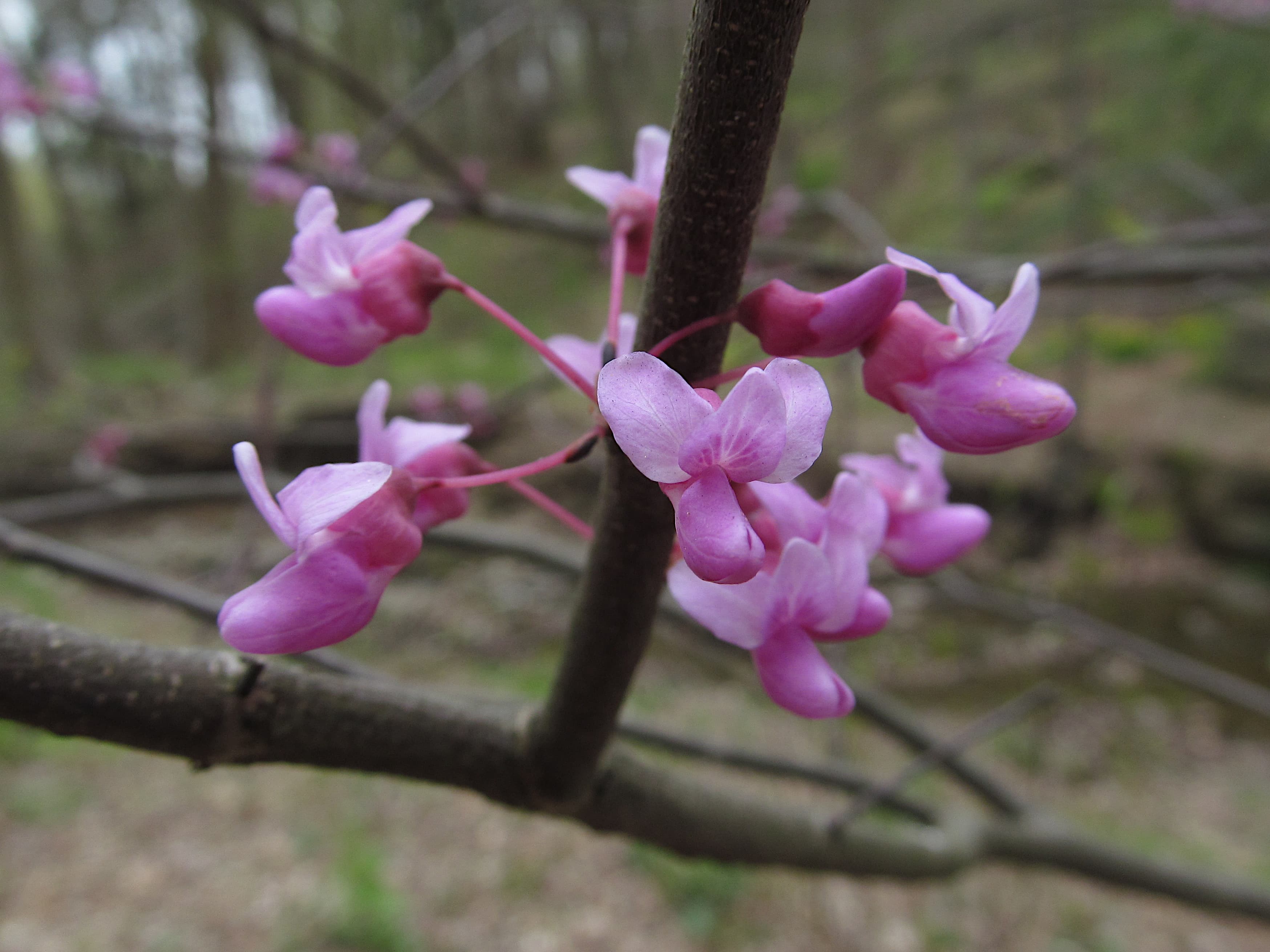 Gallery, Eastern Redbud