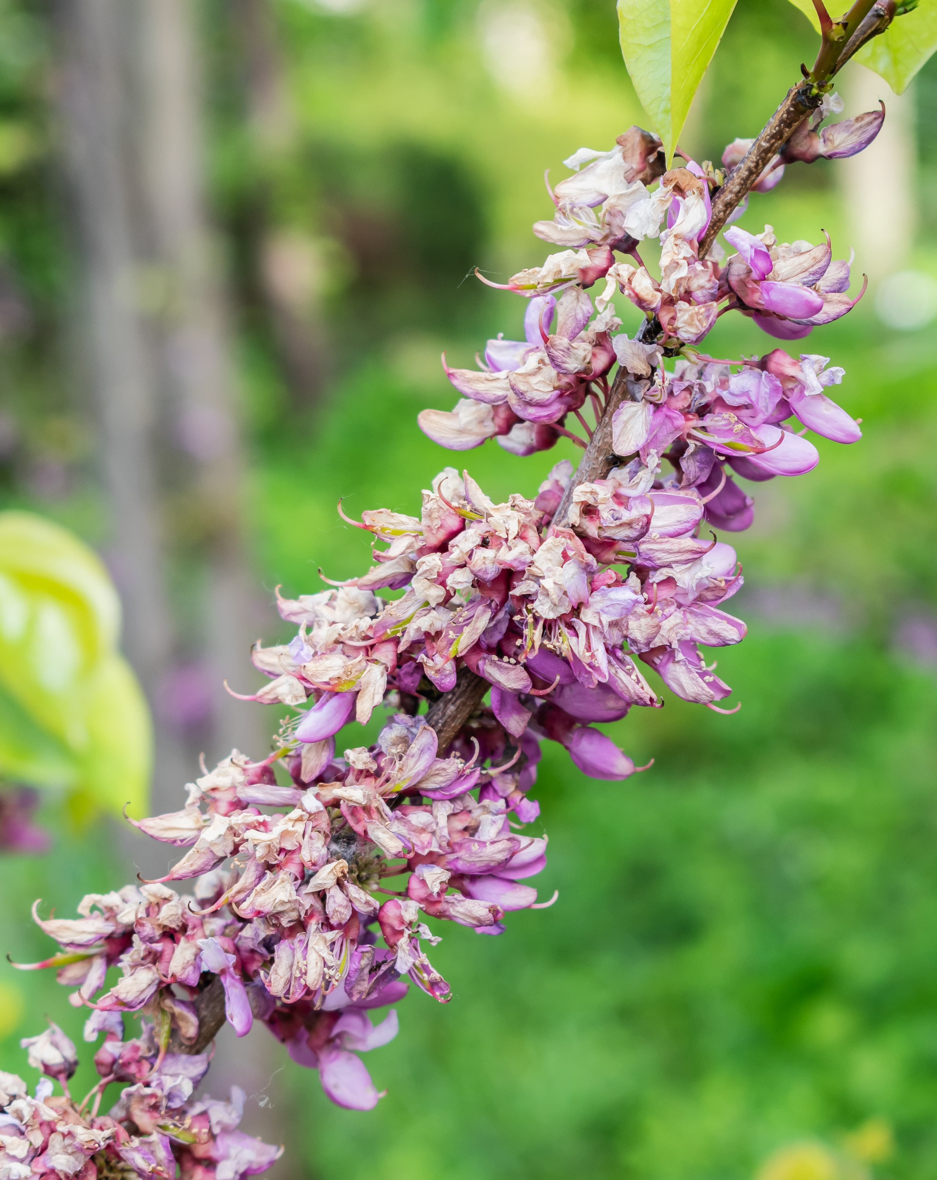 Bloom, Eastern Redbud