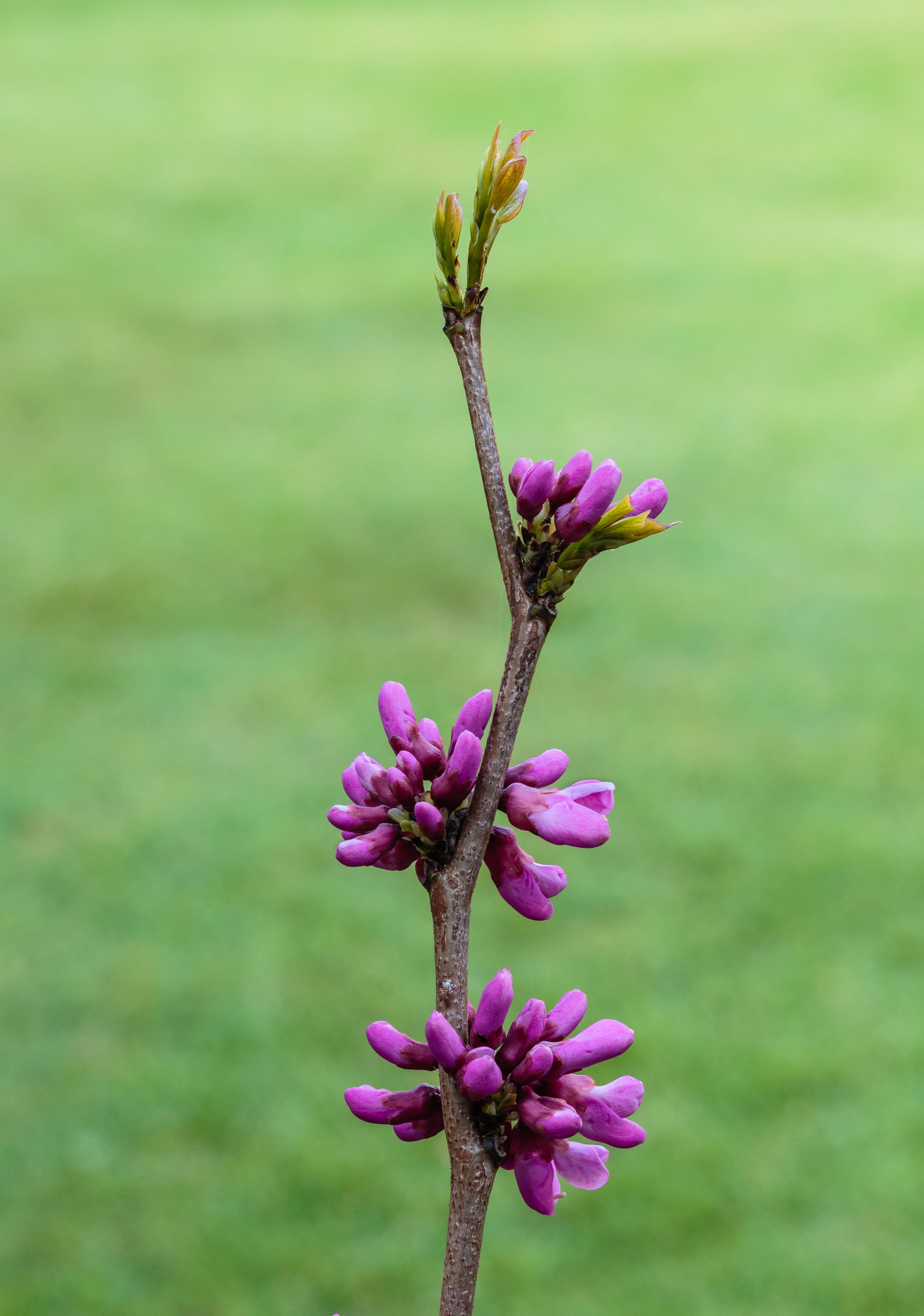 Illustration of Eastern Redbud