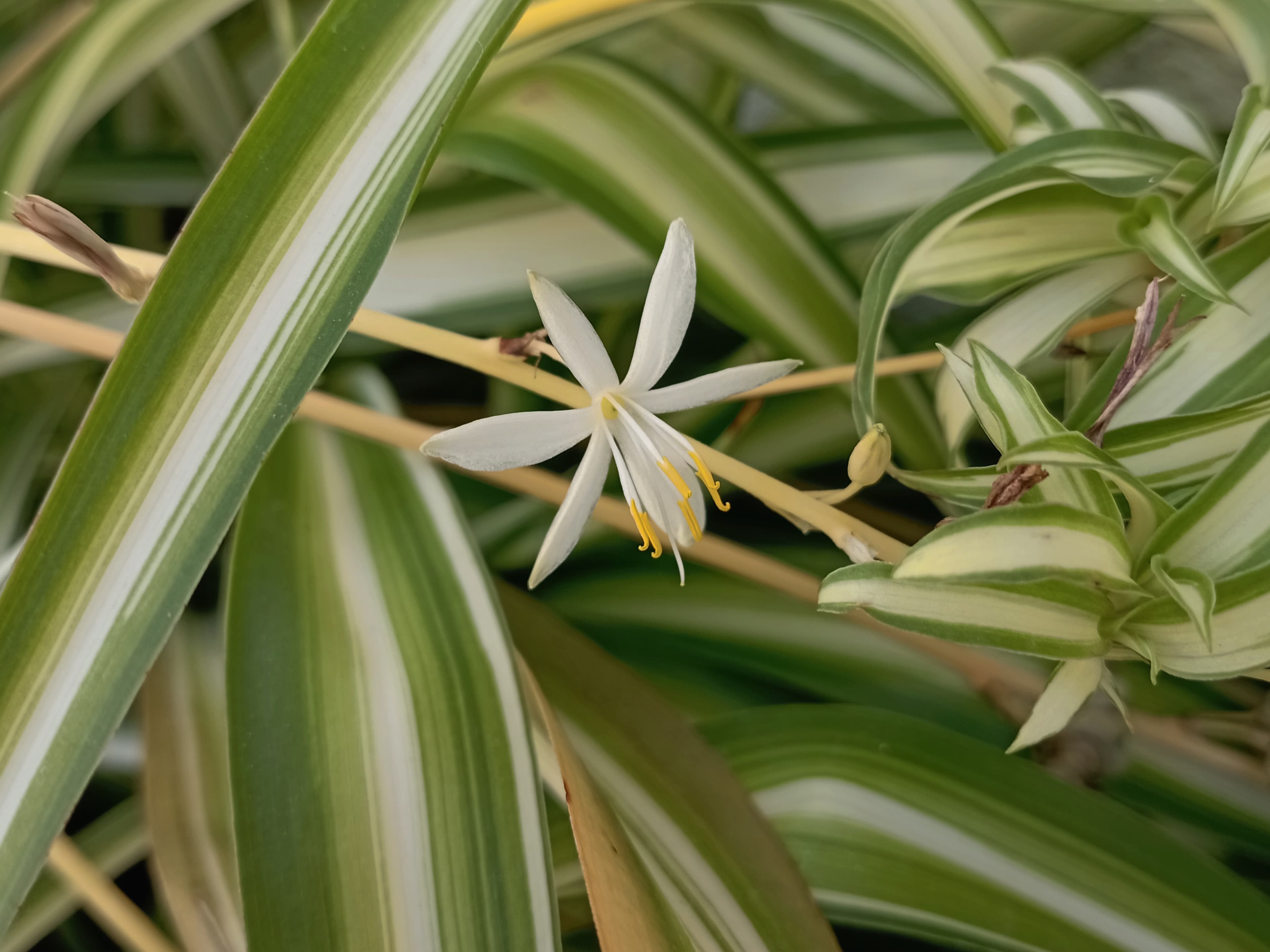 Gallery, Chionanthus Compactus