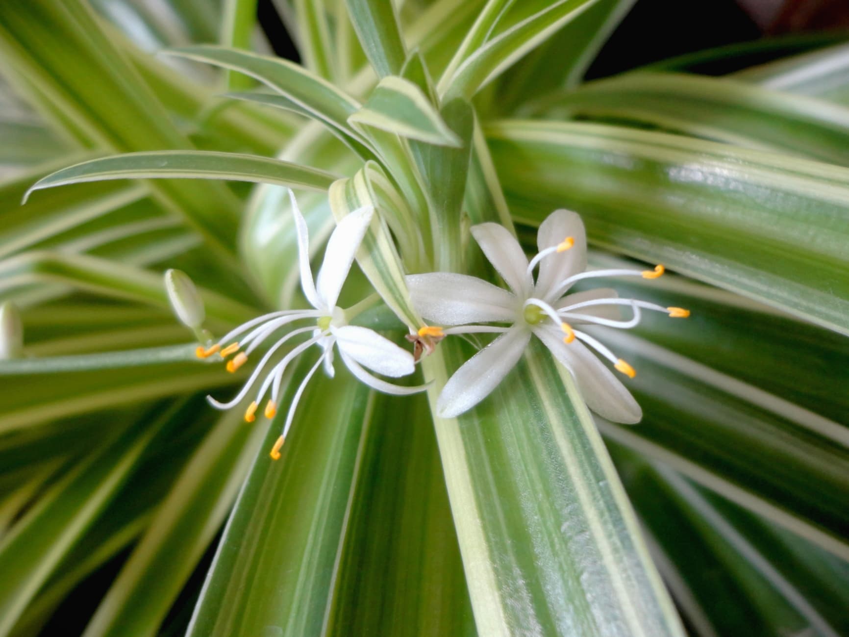 Bloom, Spider Plant
