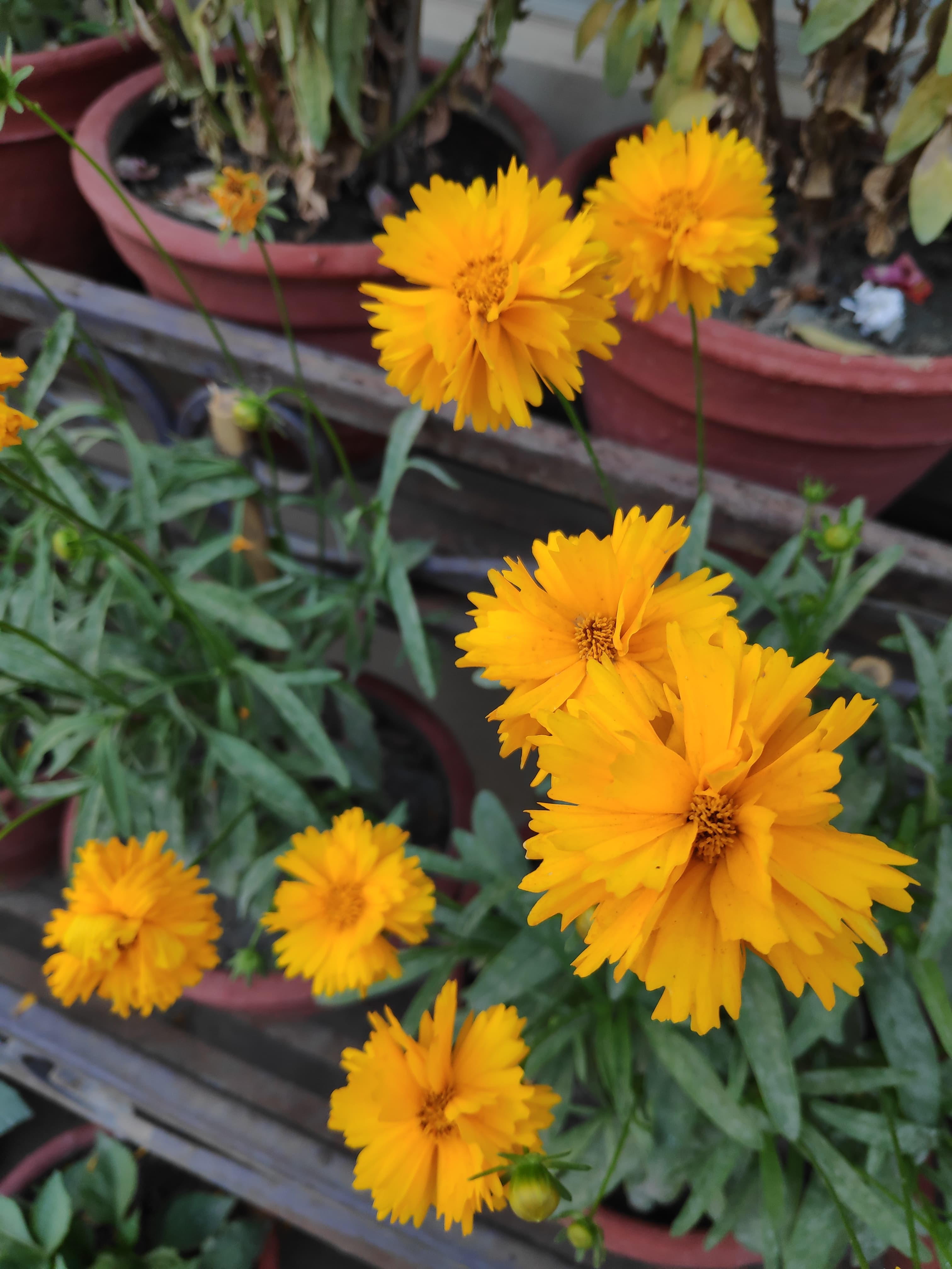 Gallery, Collomia Grandiflora