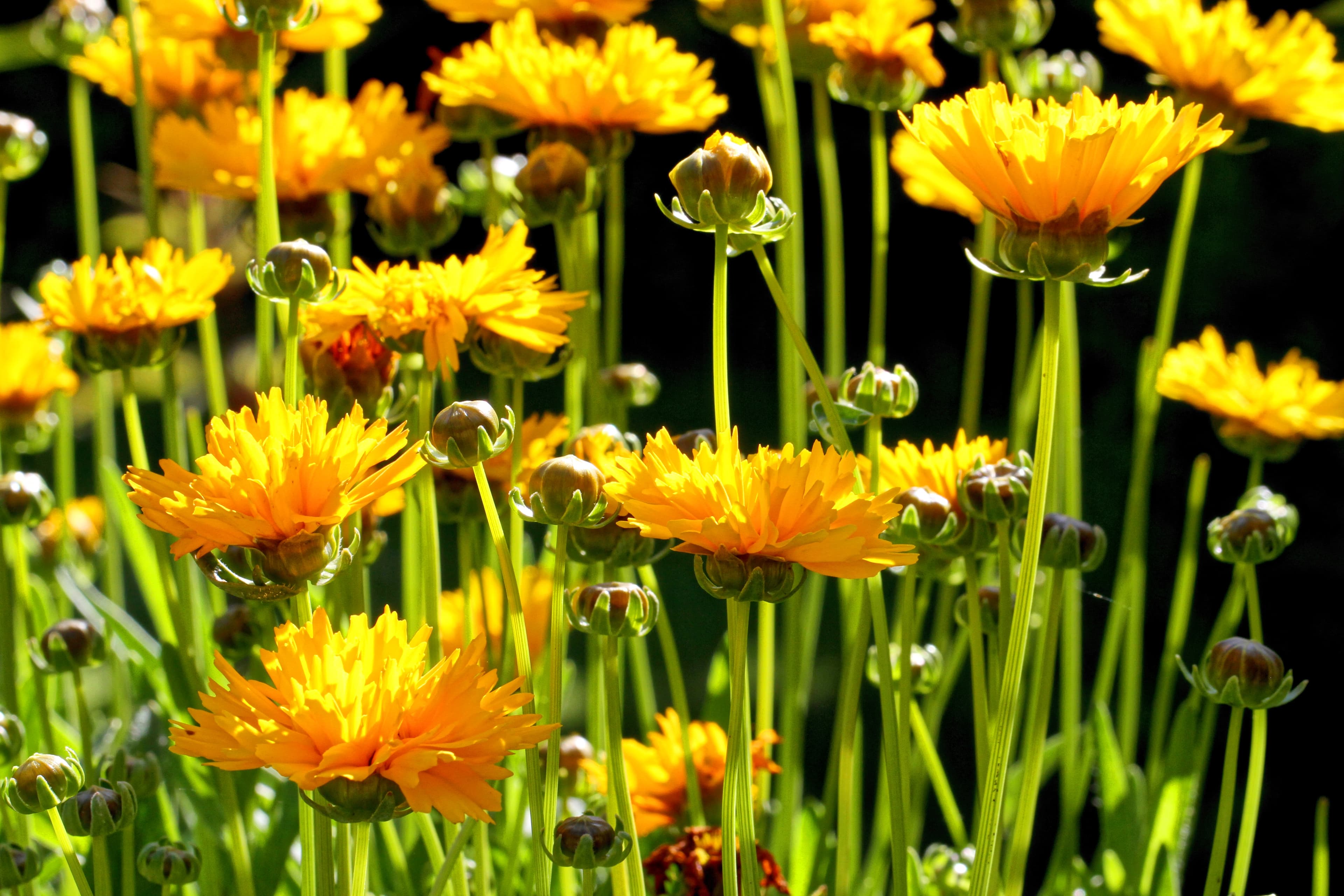 Botanical illustration of Largeflower Tickseed