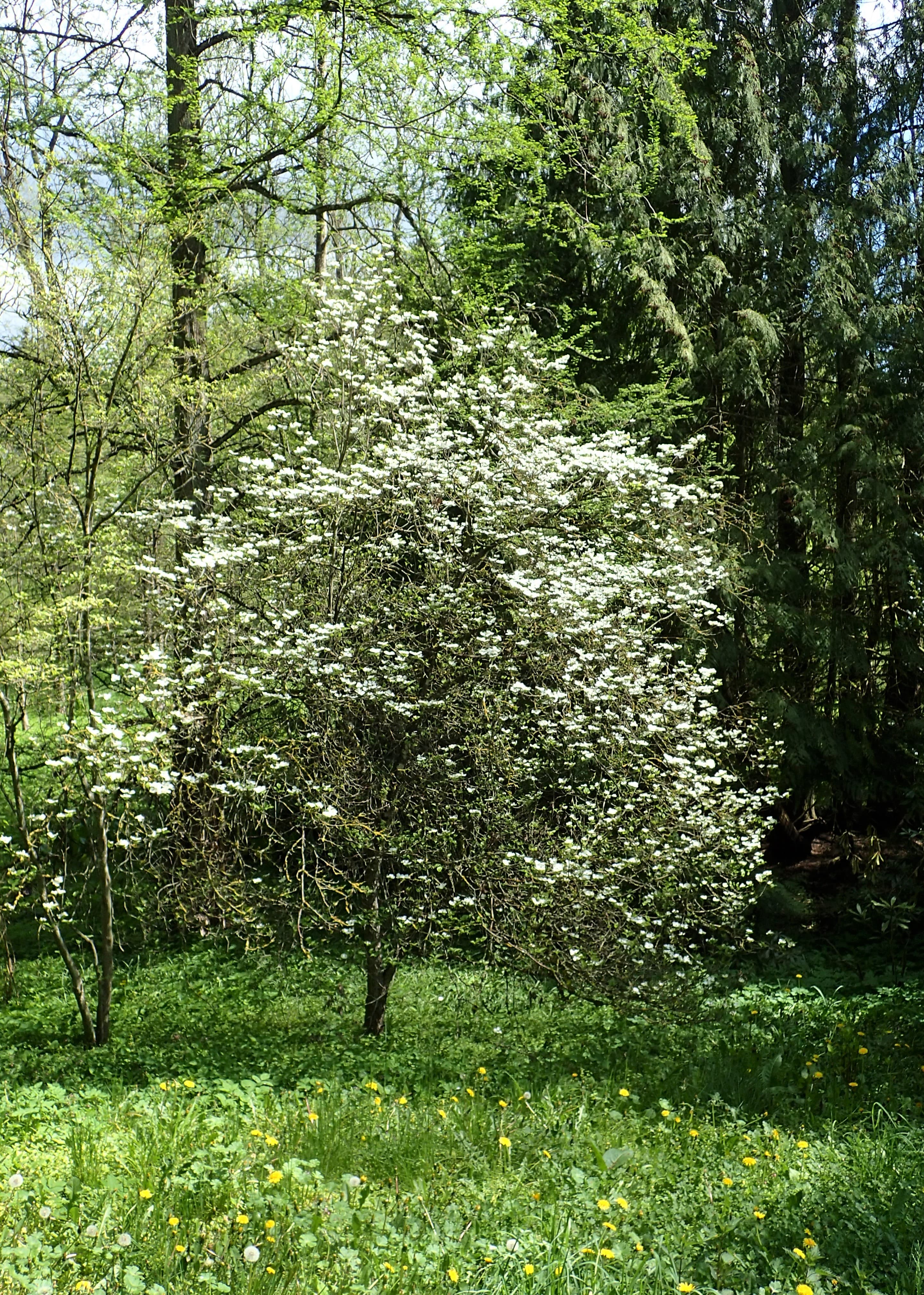 Gallery, Flowering Dogwood