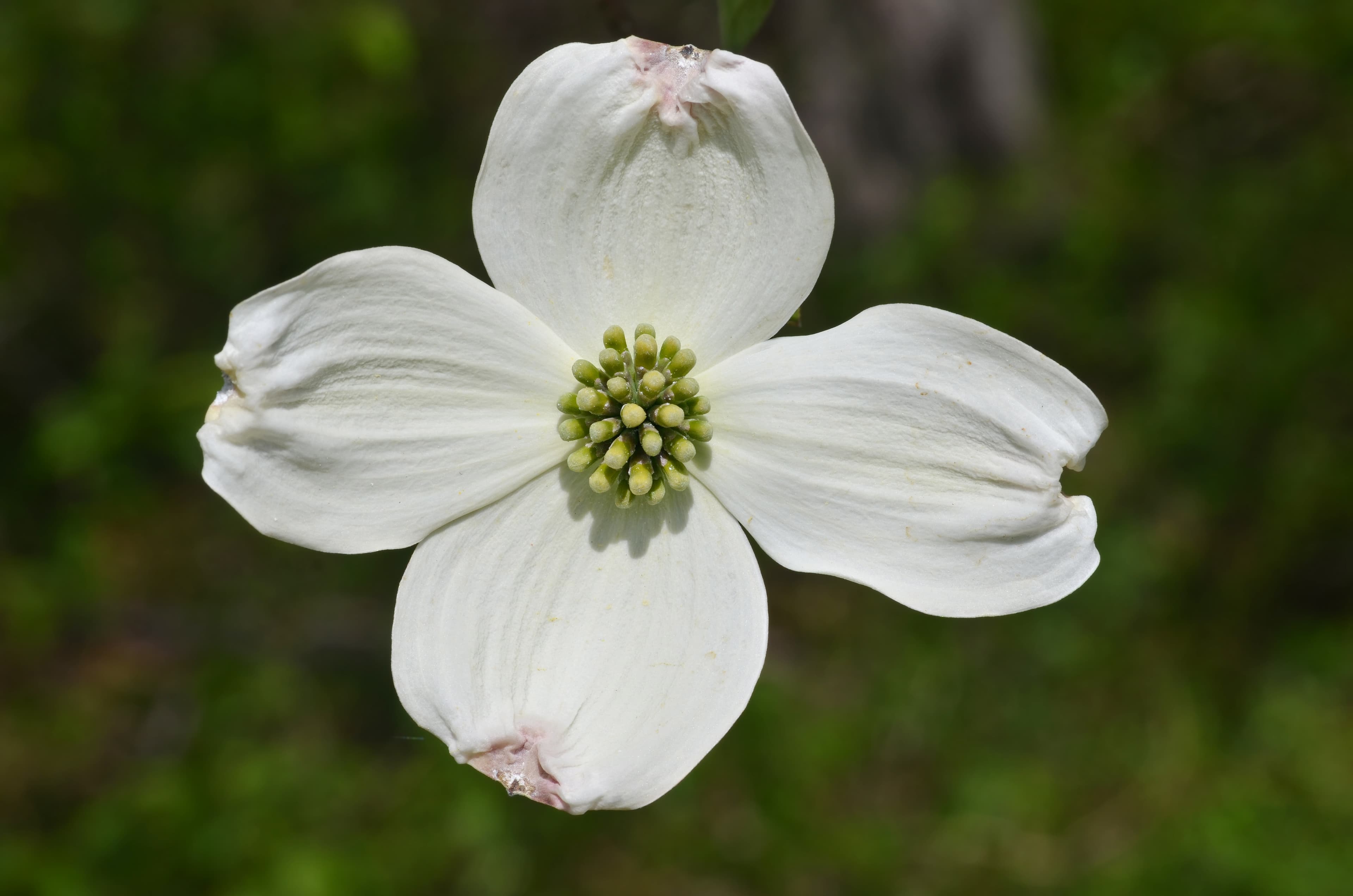 Bloom, Flowering Dogwood