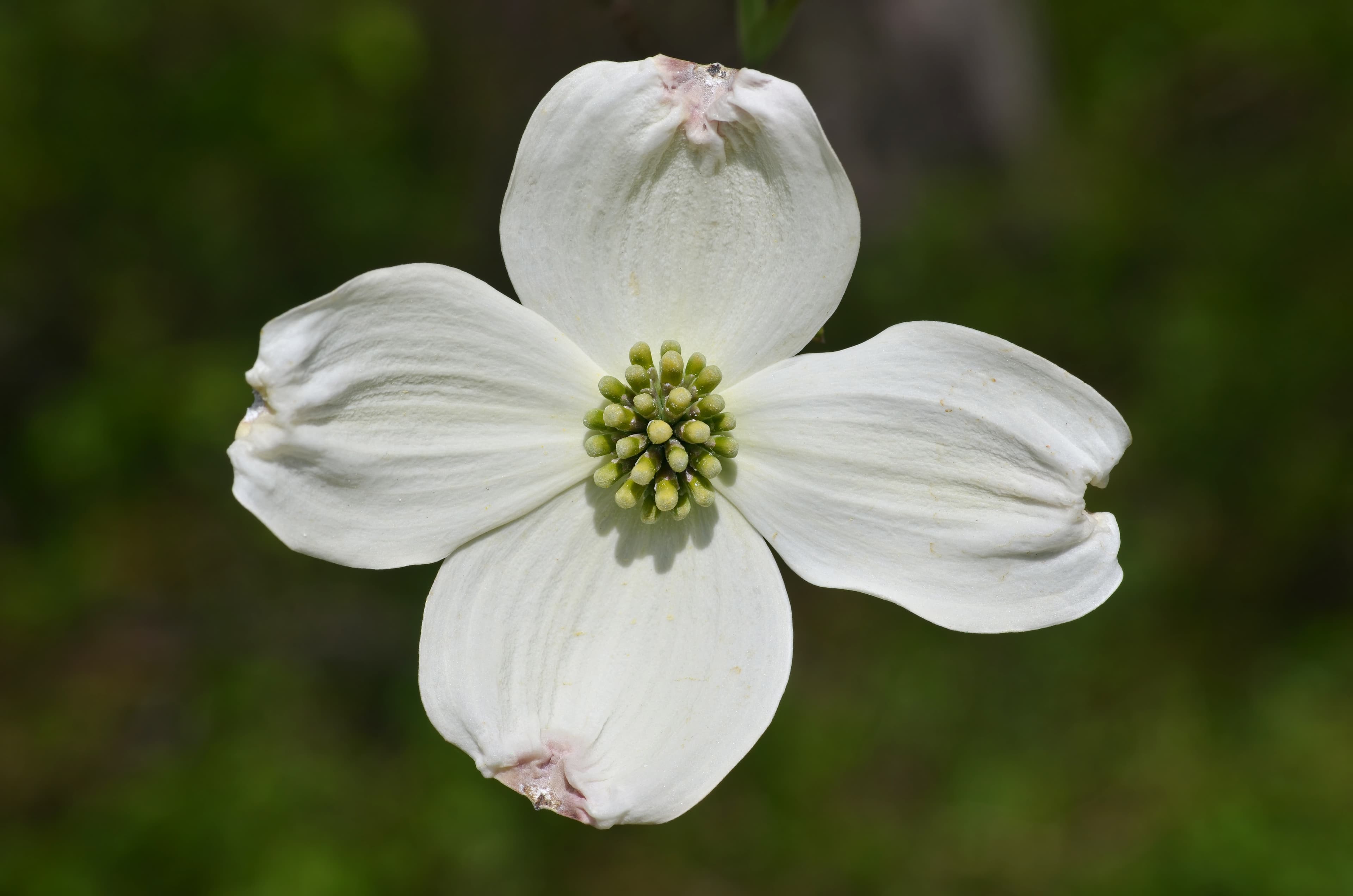 Illustration of Flowering Dogwood