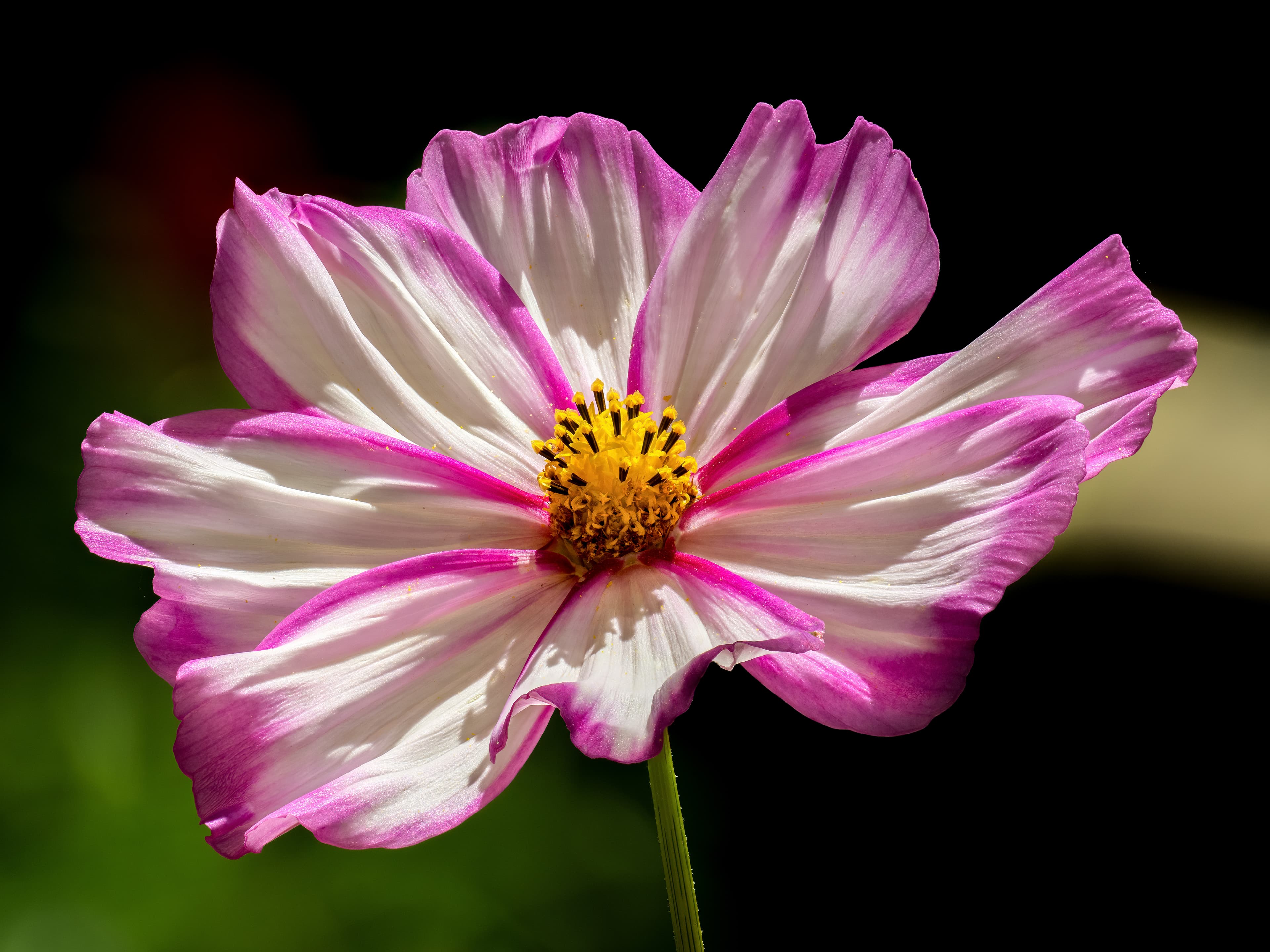 Illustration of Garden Cosmos