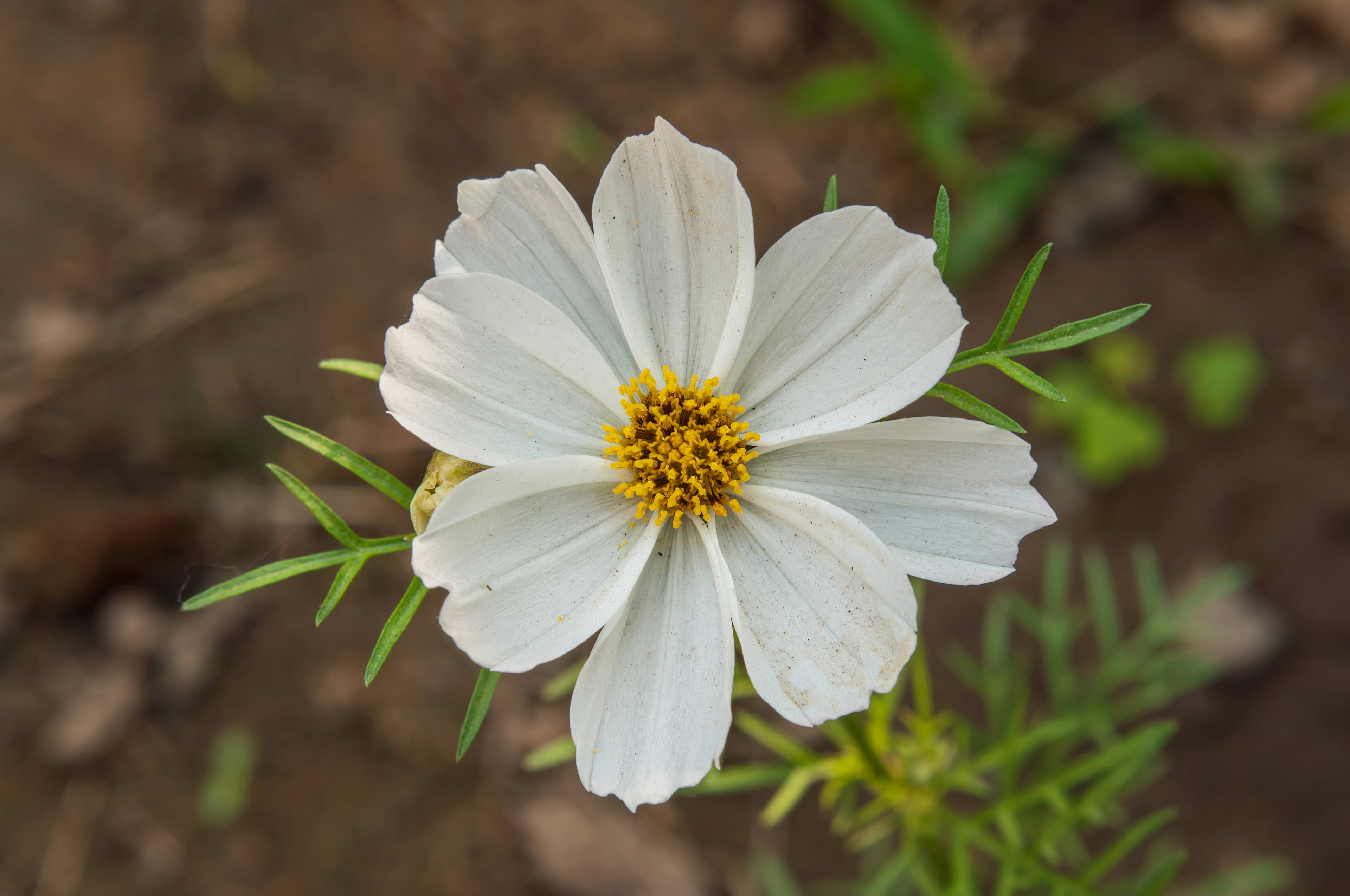 Gallery, Garden Cosmos