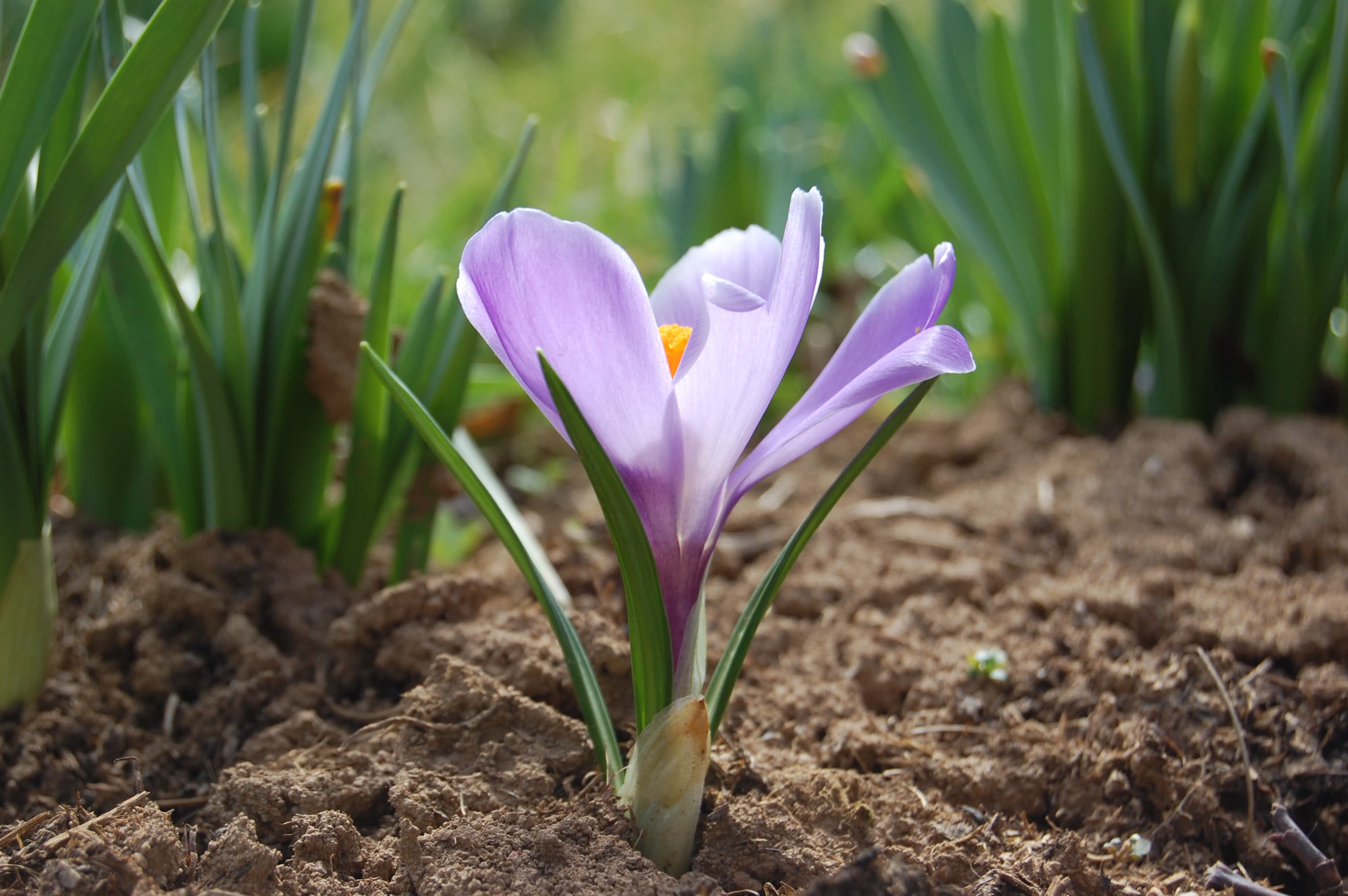 Illustration of Spring Crocus