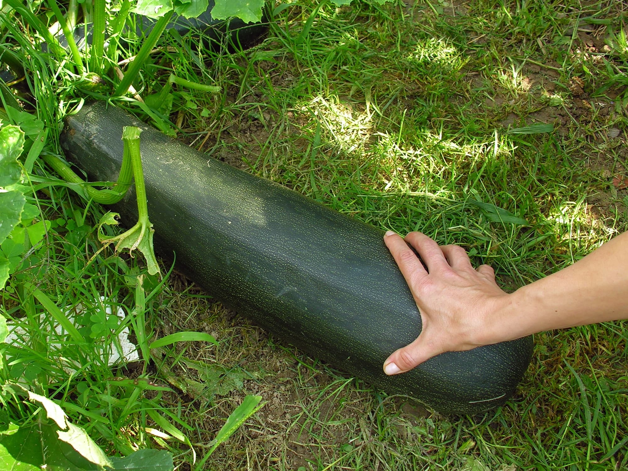 Bloom, Zucchini