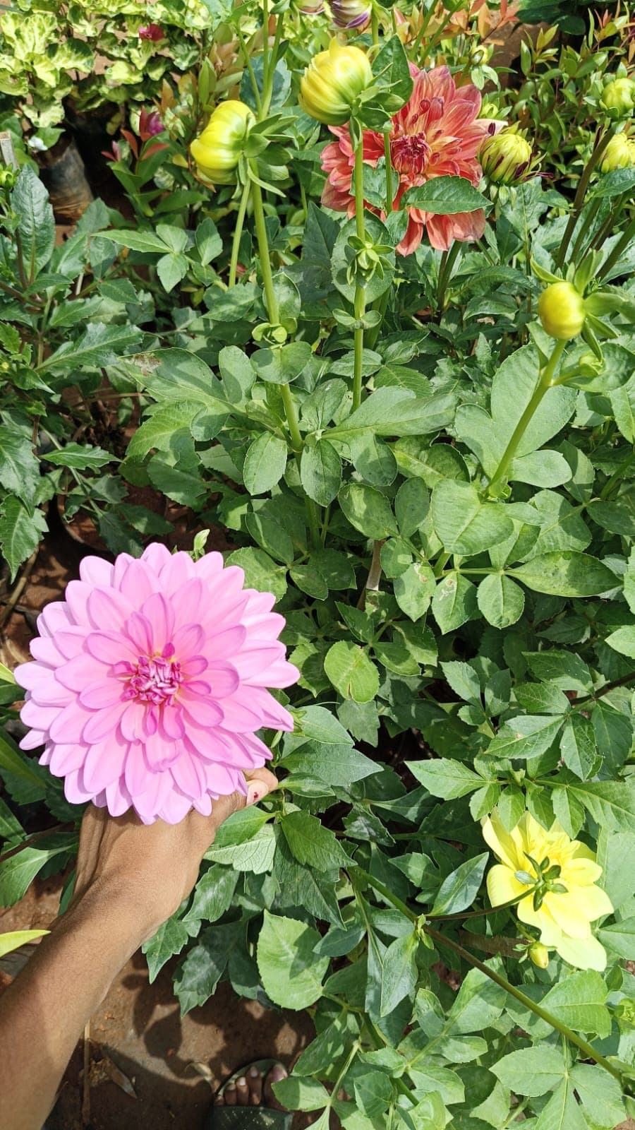 Gallery, Garden Dahlia