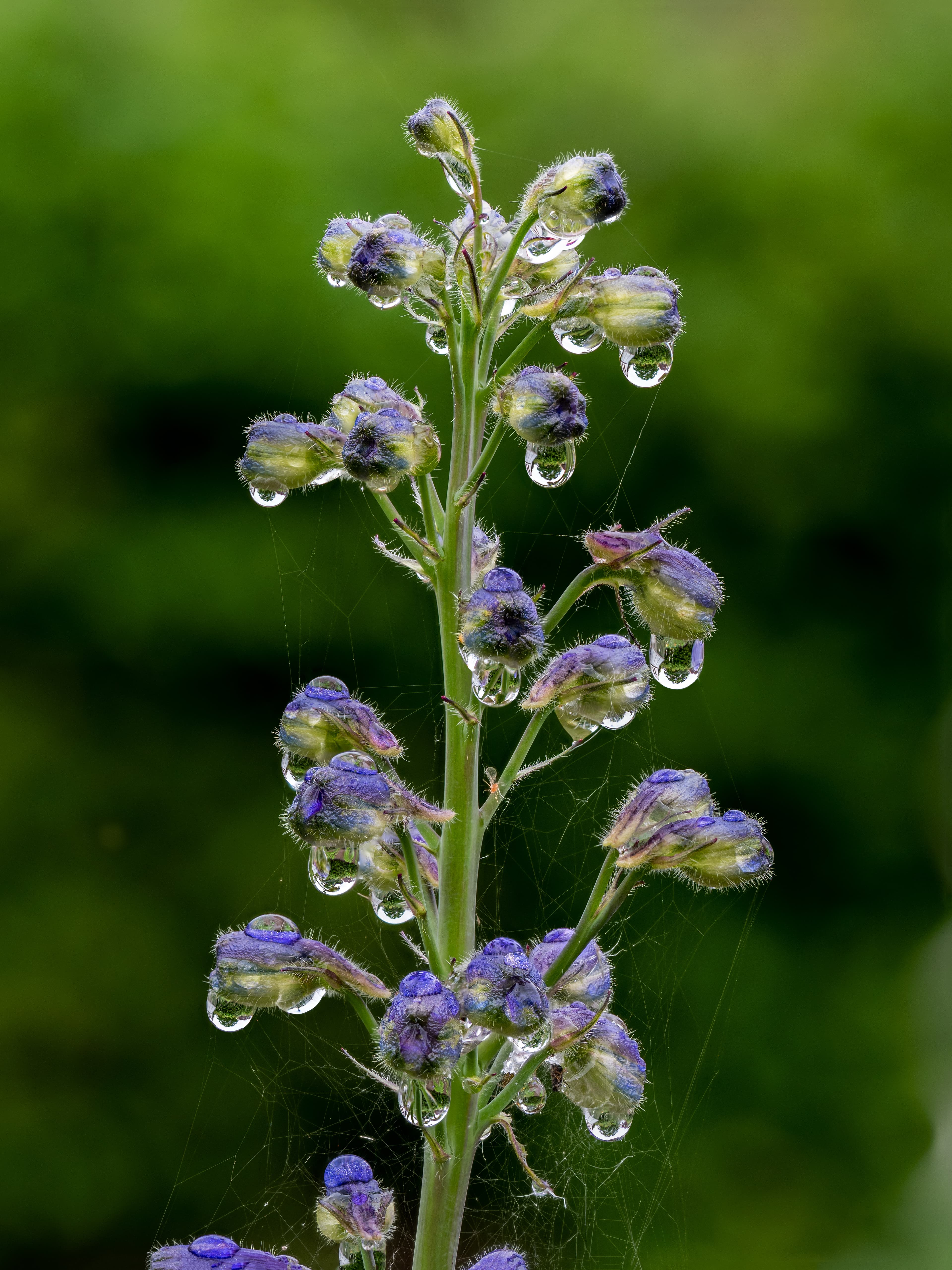 Botanical illustration of Deschampsia Elongata