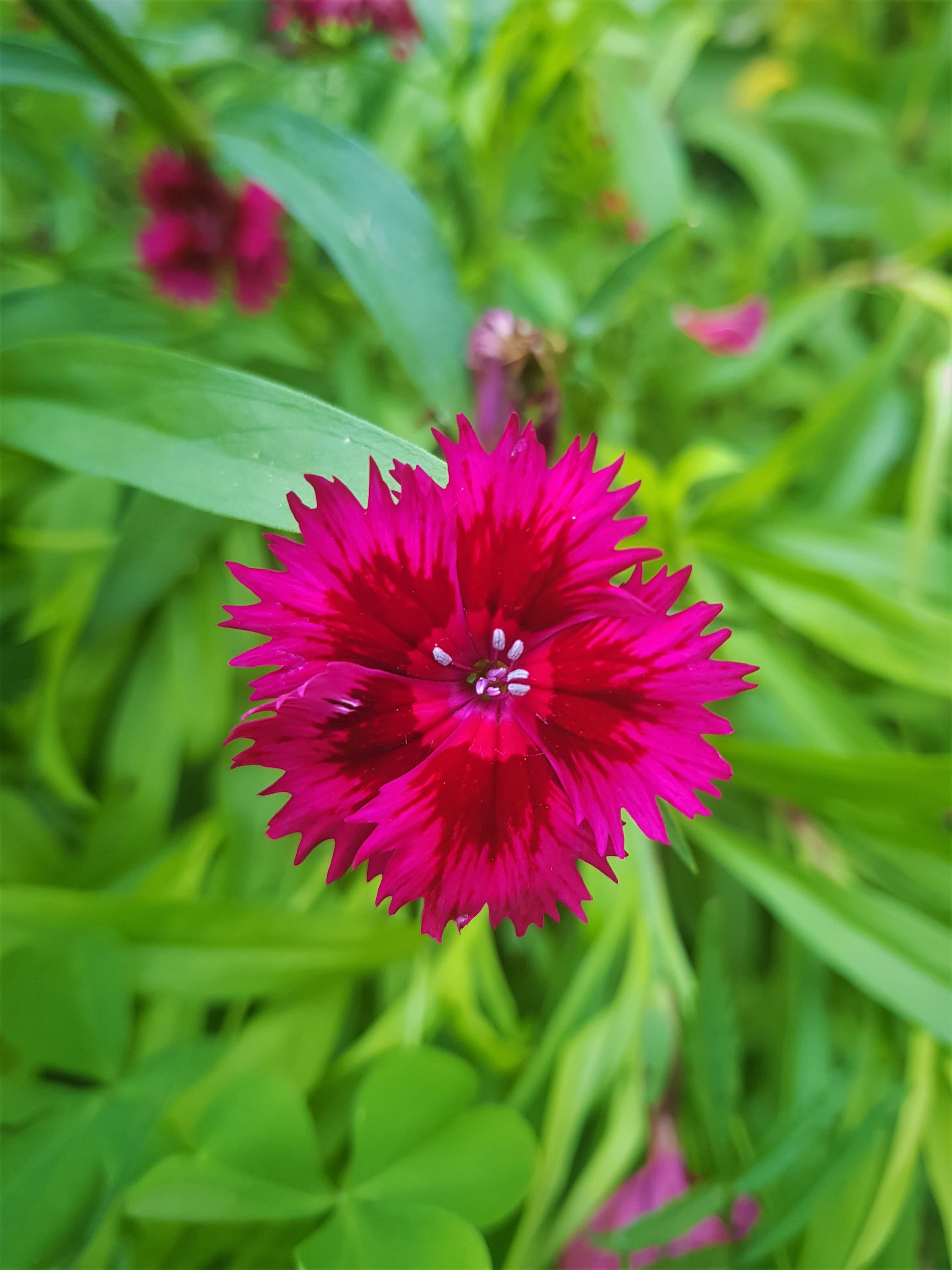 Gallery, Sweet William