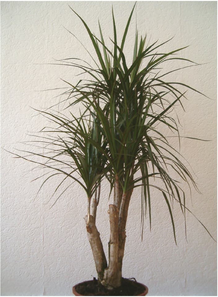 Gallery, Red-edge Dracaena