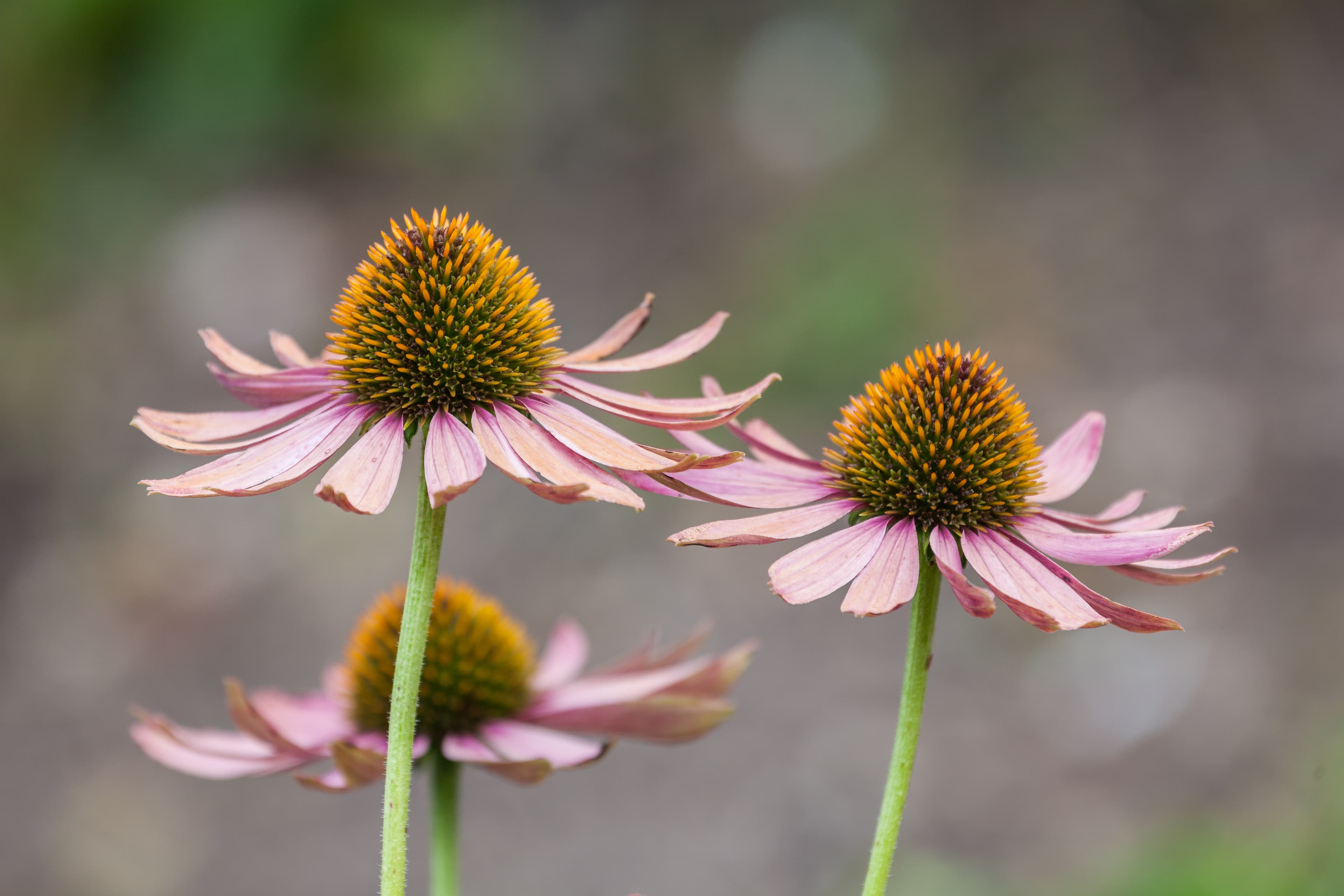 Botanical illustration of Eastern Purple Coneflower
