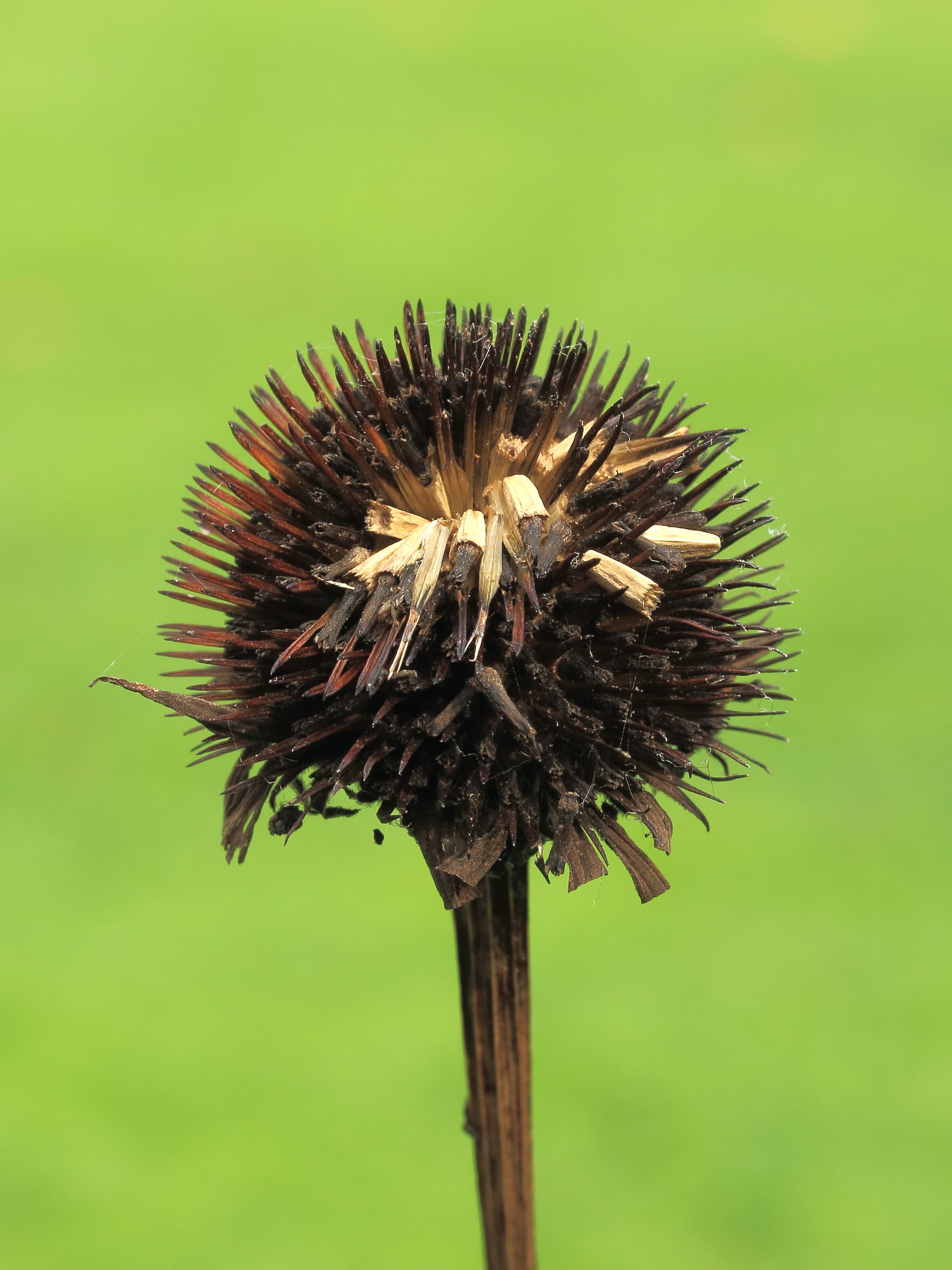 Gallery, Eastern Purple Coneflower